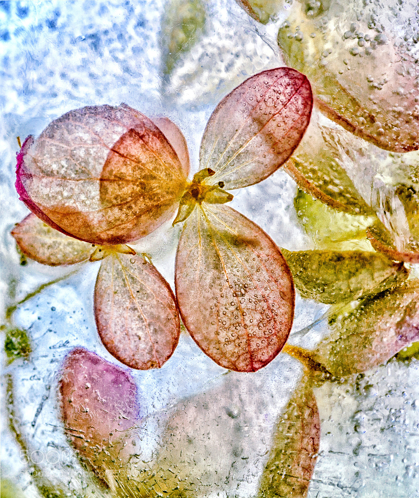 Canon EOS 60D sample photo. Frozen hydrangea photography