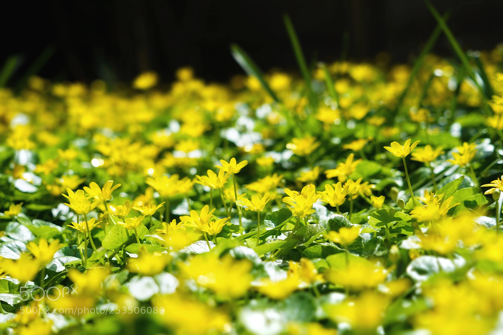 Sony a7 II sample photo. Spring ray photography