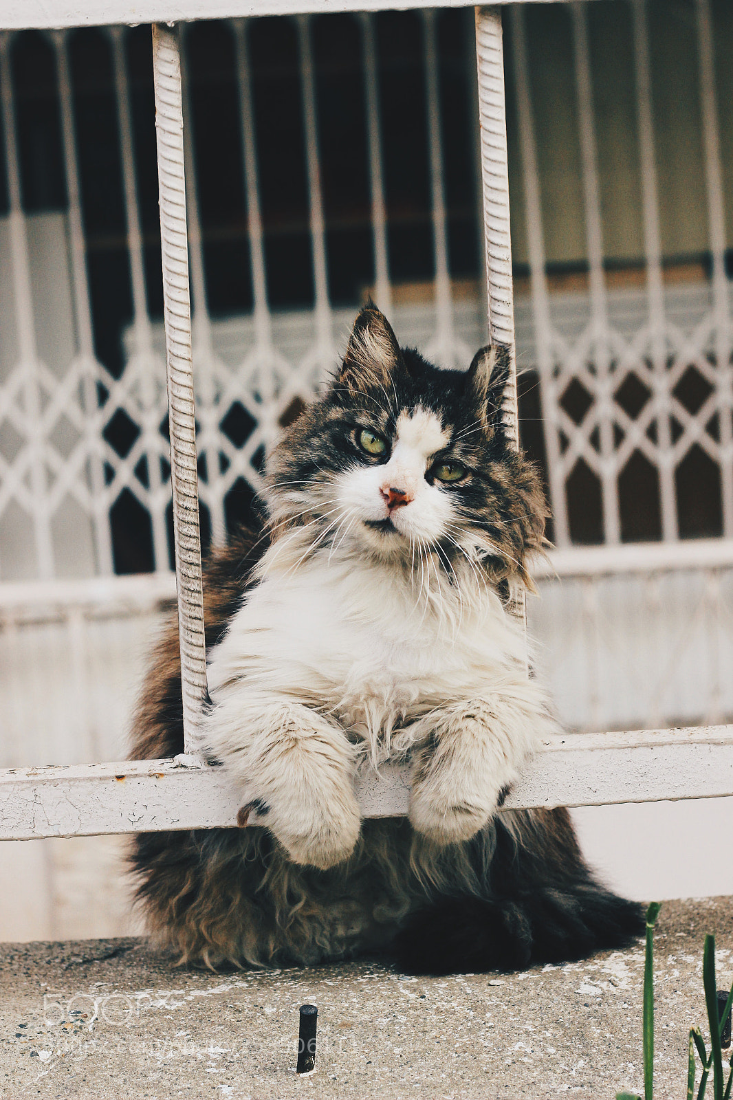 Canon EOS 600D (Rebel EOS T3i / EOS Kiss X5) sample photo. What? photography