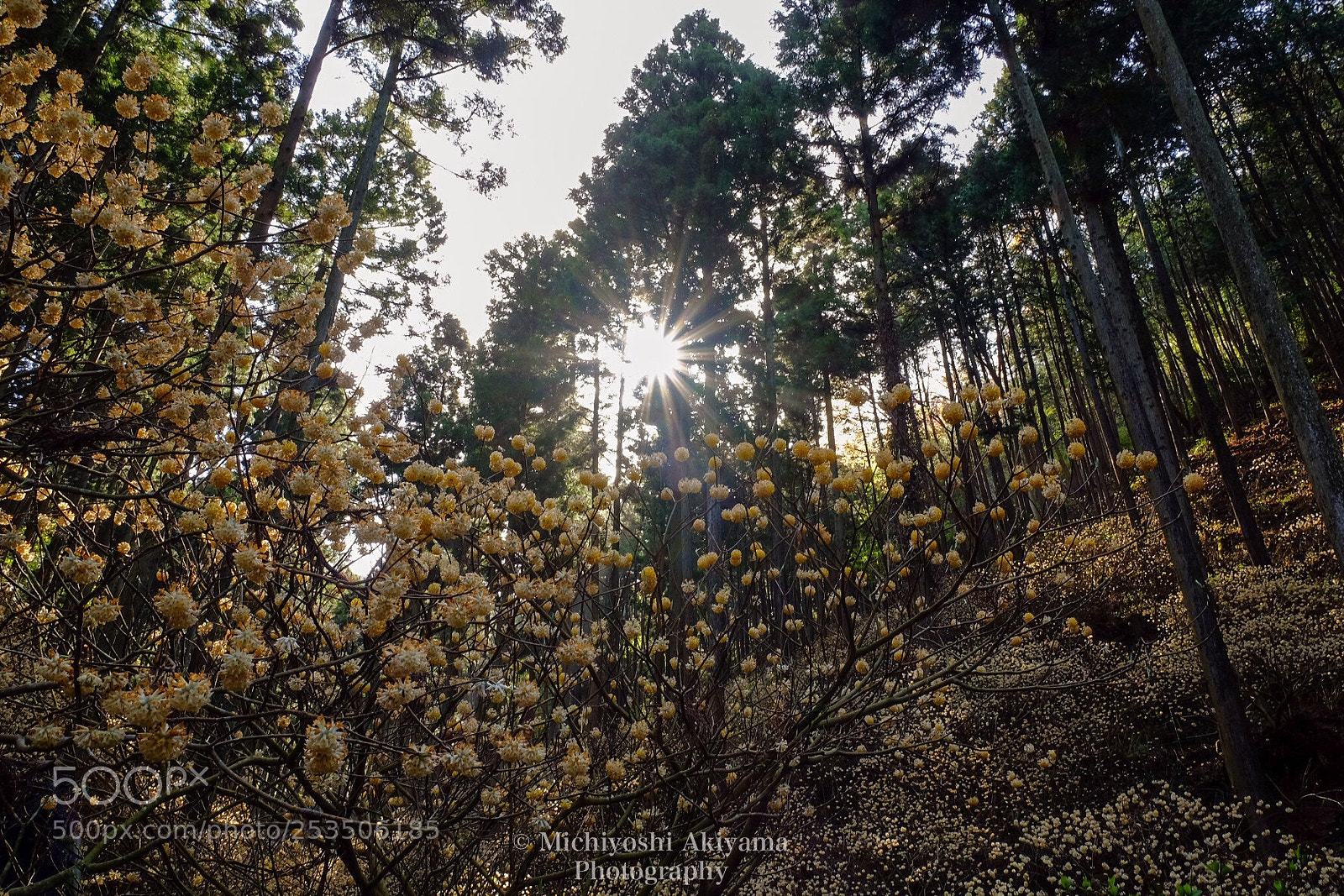 Fujifilm X-T1 sample photo. Sidhe forest. photography