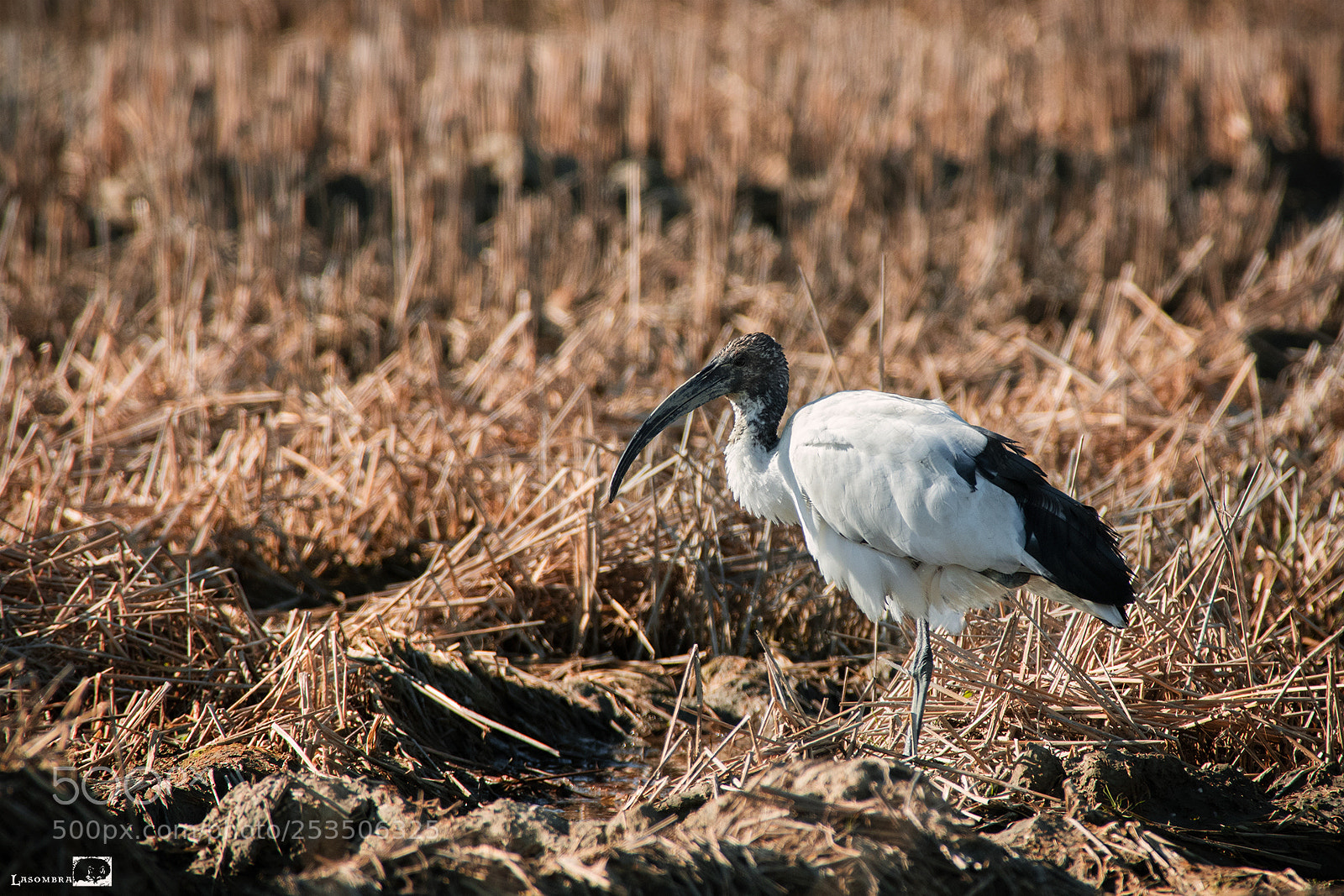 Nikon D810 sample photo. Sacred ibis photography