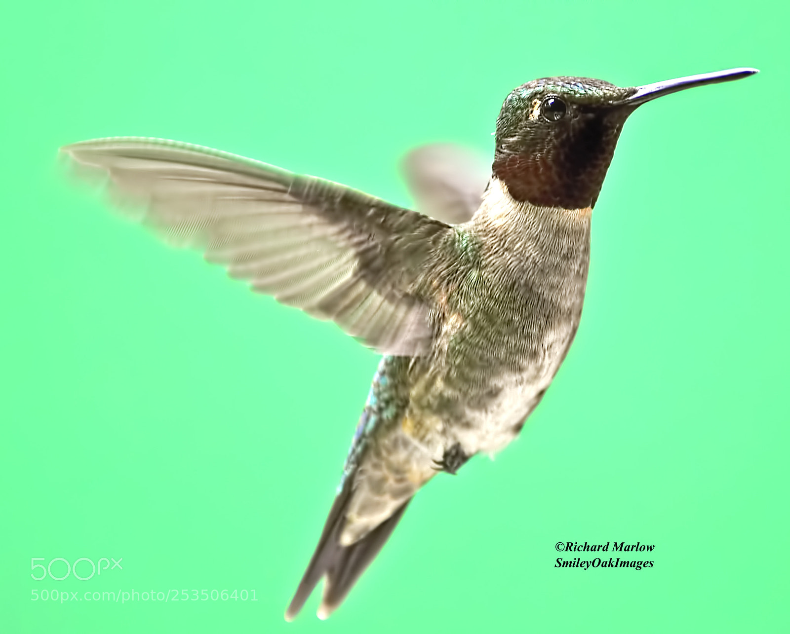 Nikon D5000 sample photo. Hummingbird photography