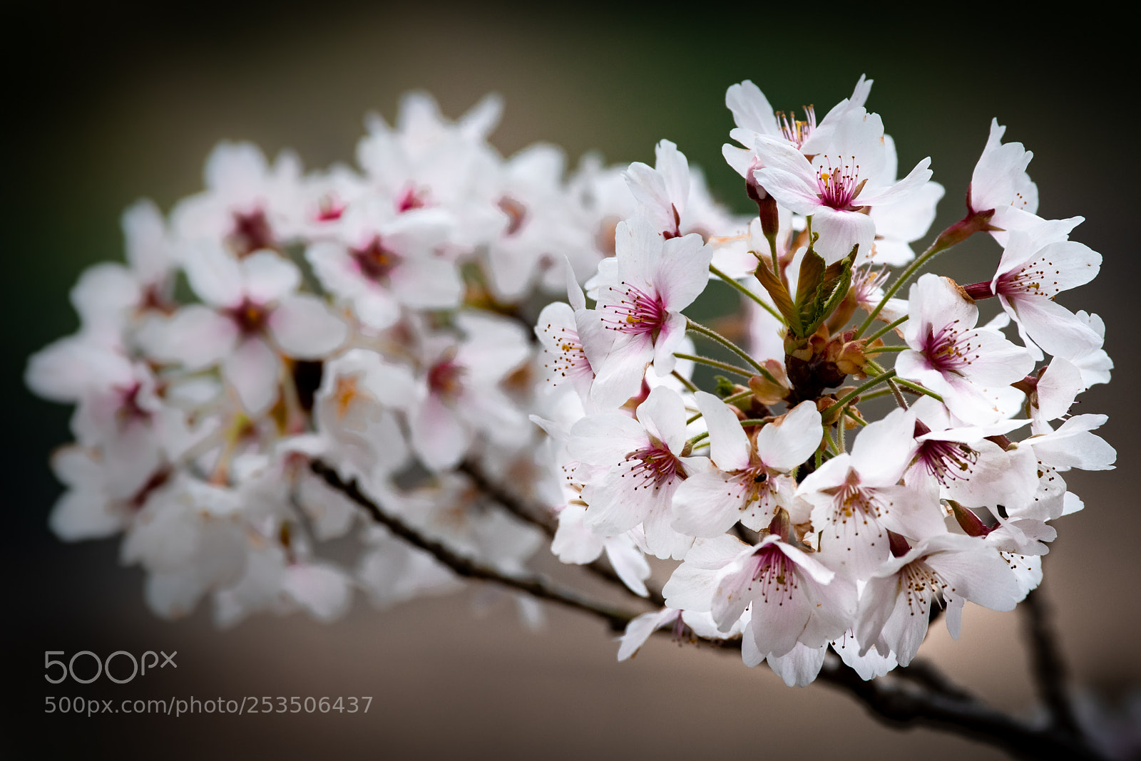 Pentax K-1 sample photo. Sakura vii photography