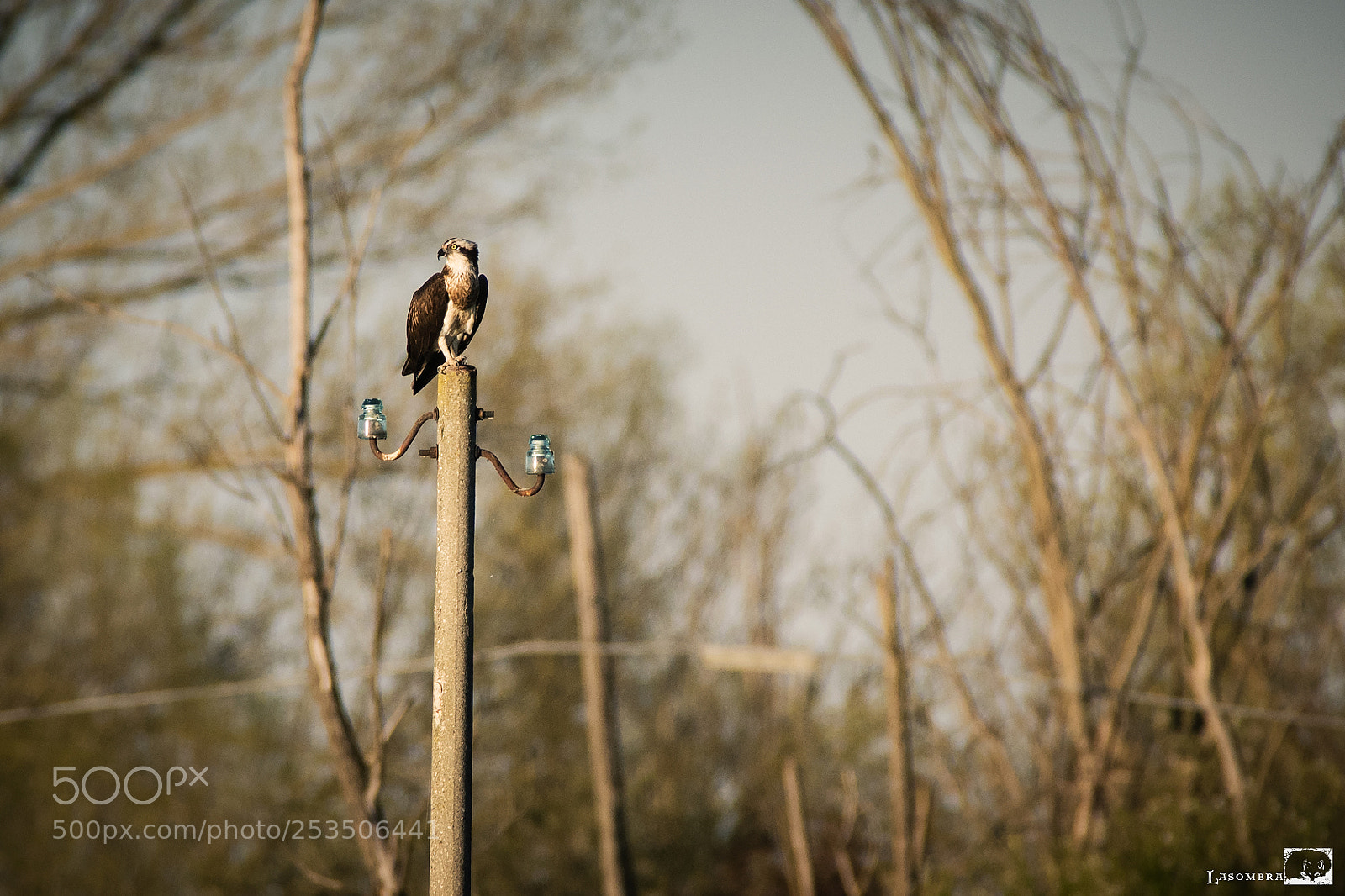 Nikon D810 sample photo. Osprey photography