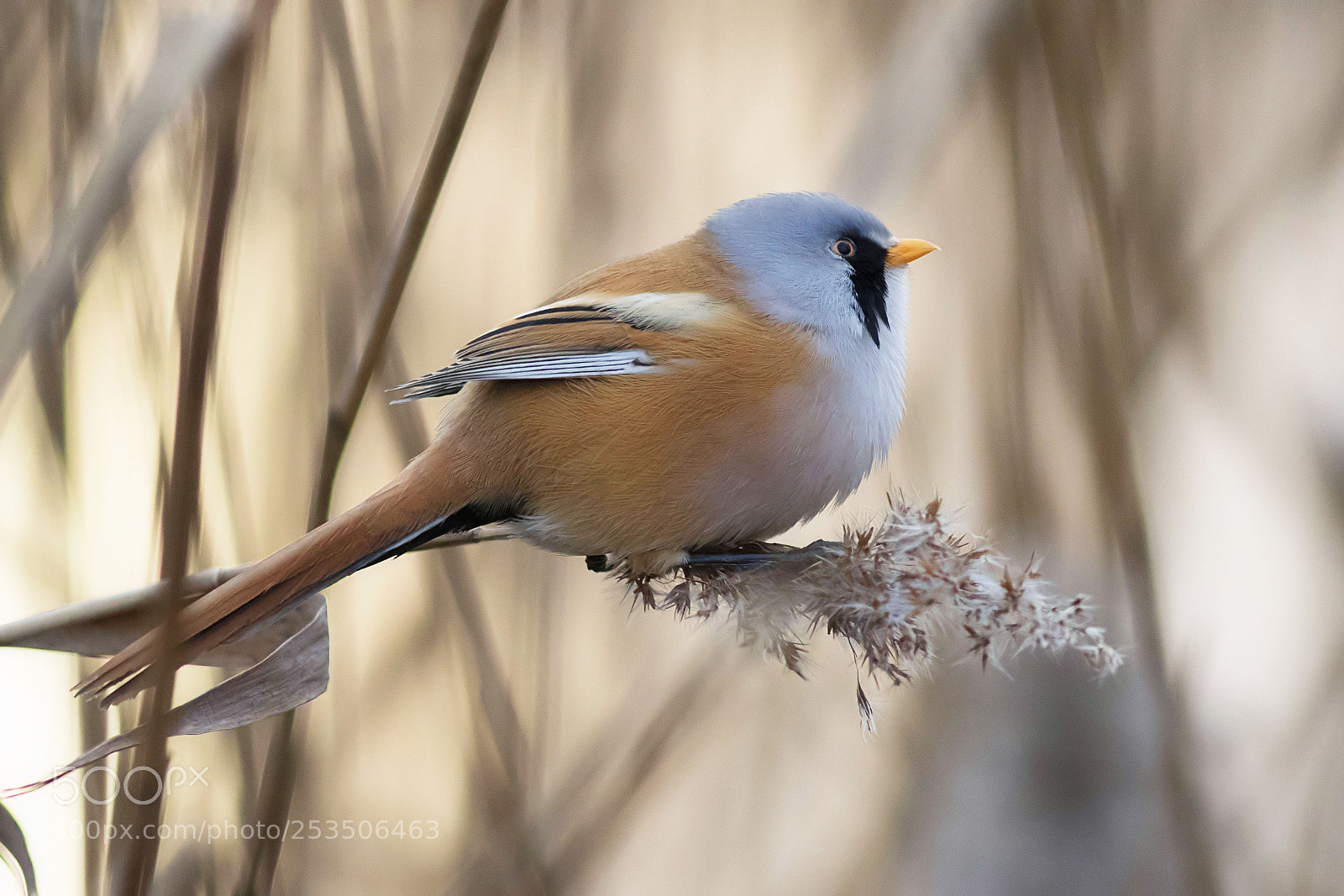 Canon EOS 7D Mark II sample photo. Bearded tit photography