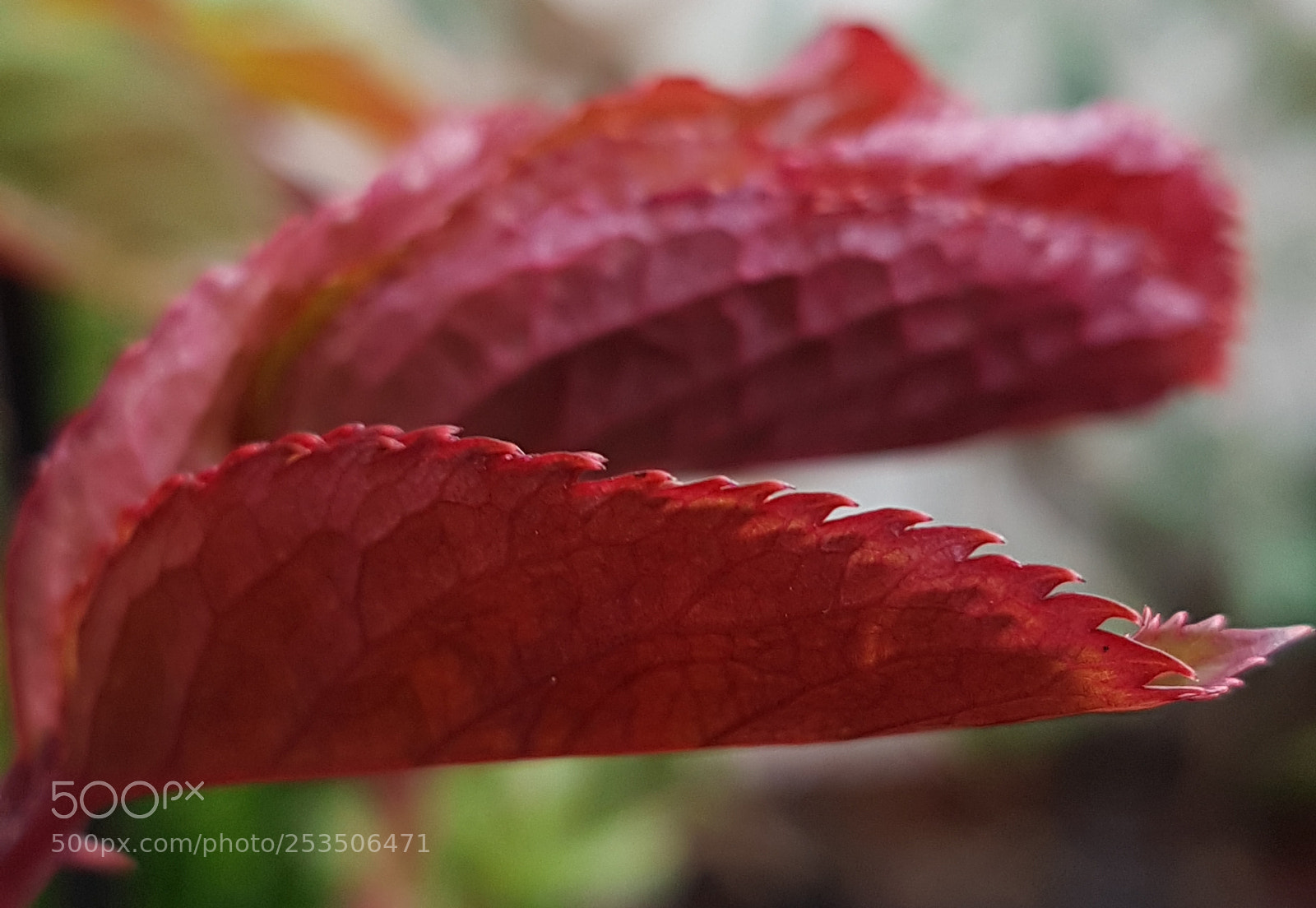 Samsung Galaxy S7 sample photo. Red photography