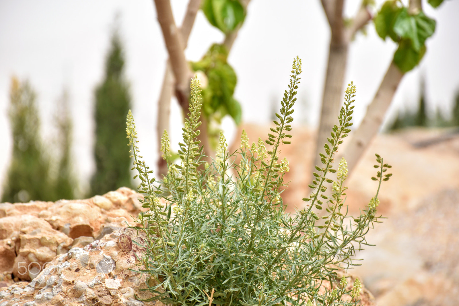 Nikon D5600 sample photo. Green photography