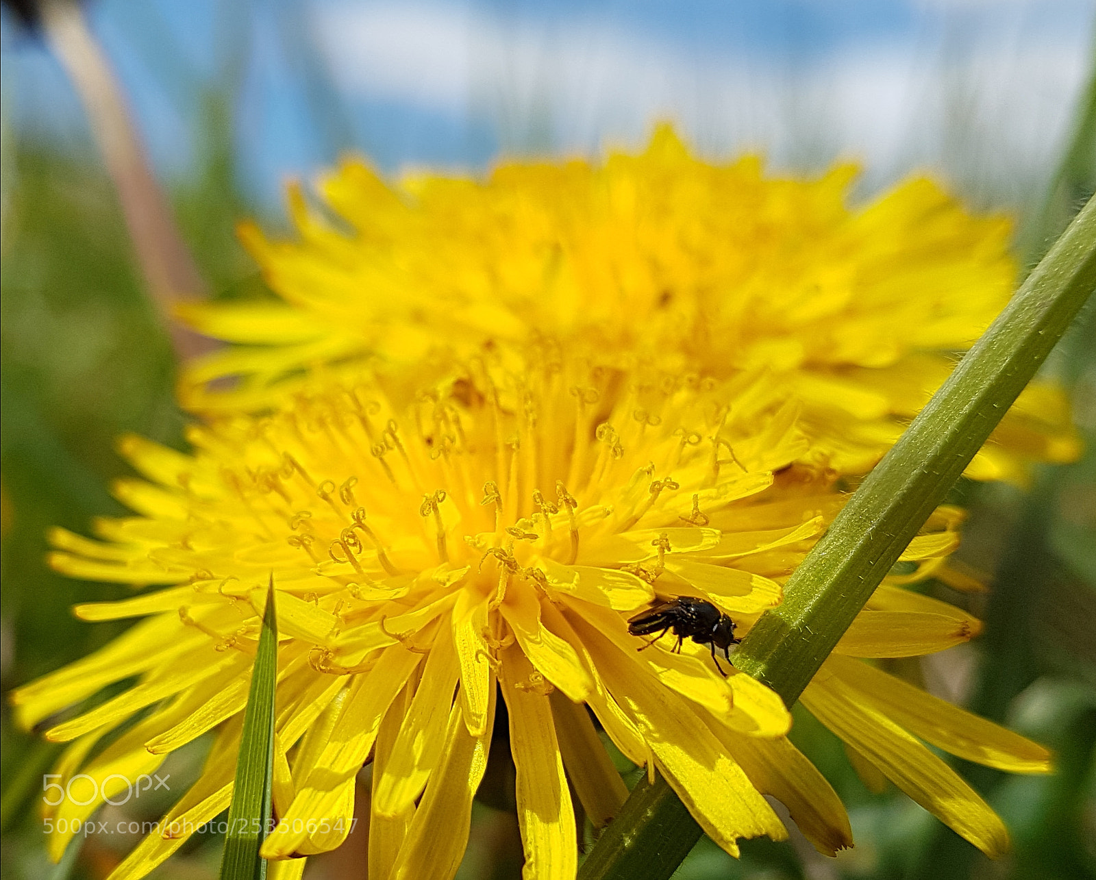 Samsung Galaxy S7 sample photo. Dandy photography