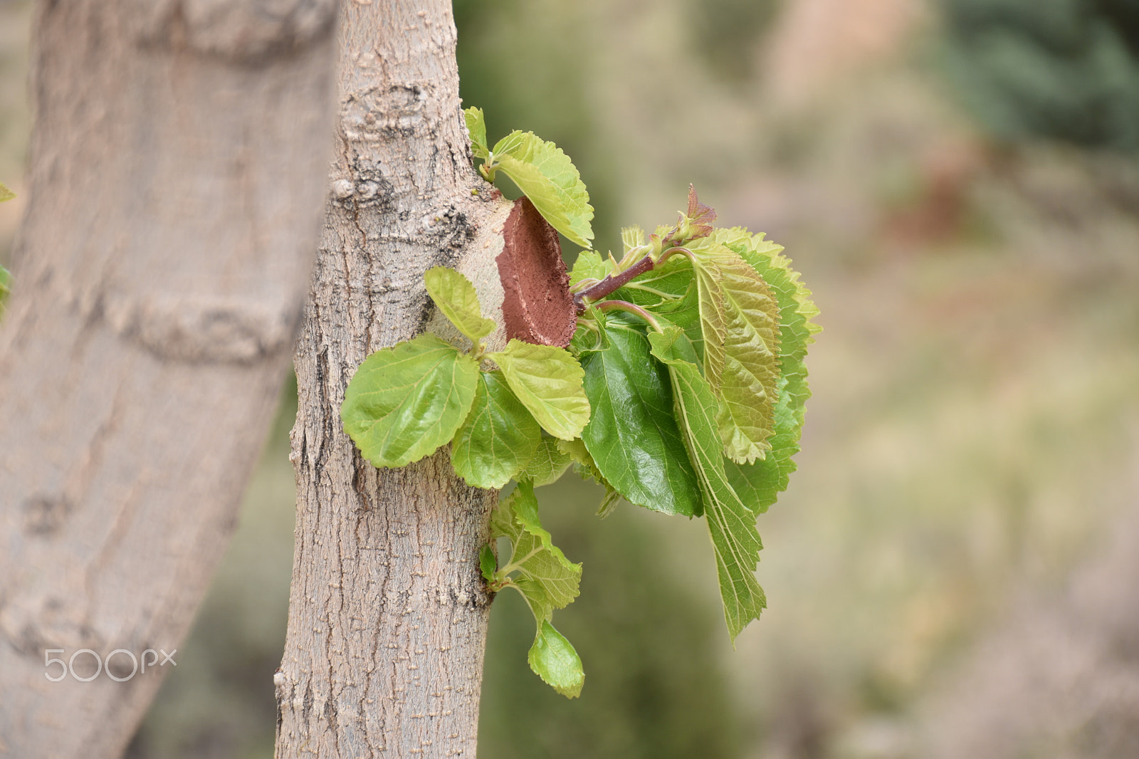 Nikon D5600 sample photo. New branch photography