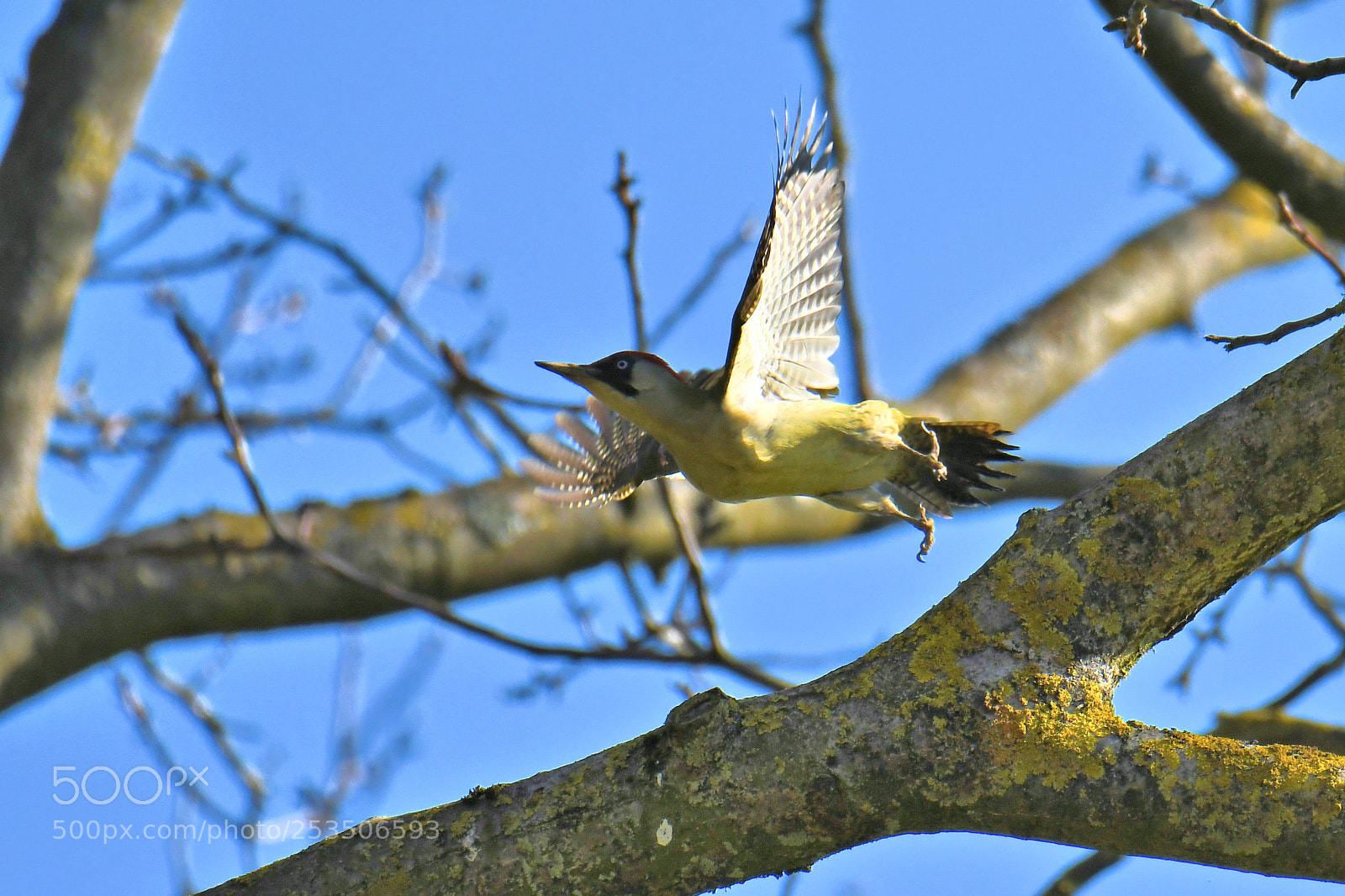 Nikon D500 sample photo. Untitled photography