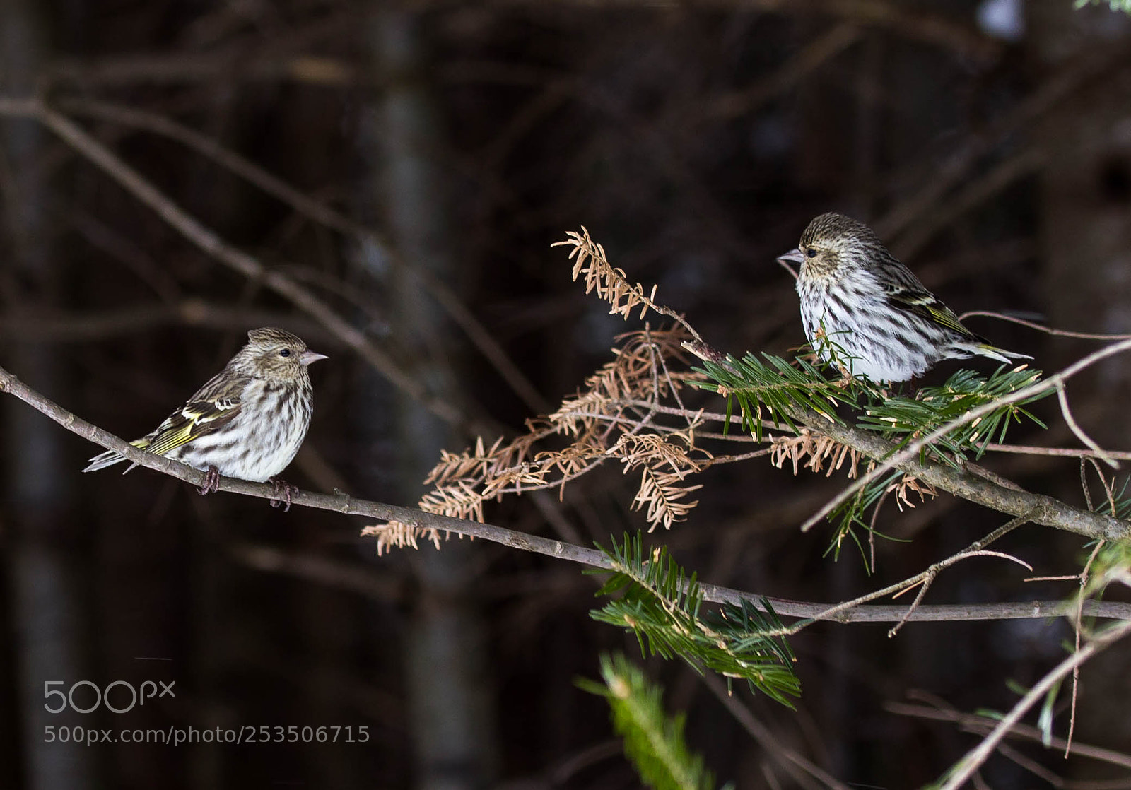 Canon EOS 1200D (EOS Rebel T5 / EOS Kiss X70 / EOS Hi) sample photo. Pine siskins photography