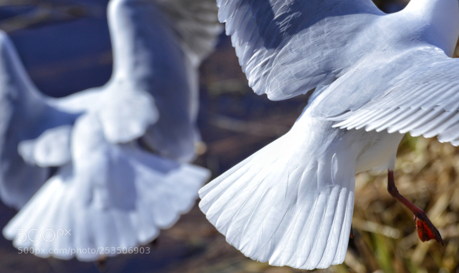 Nikon D3200 sample photo. Gulls photography