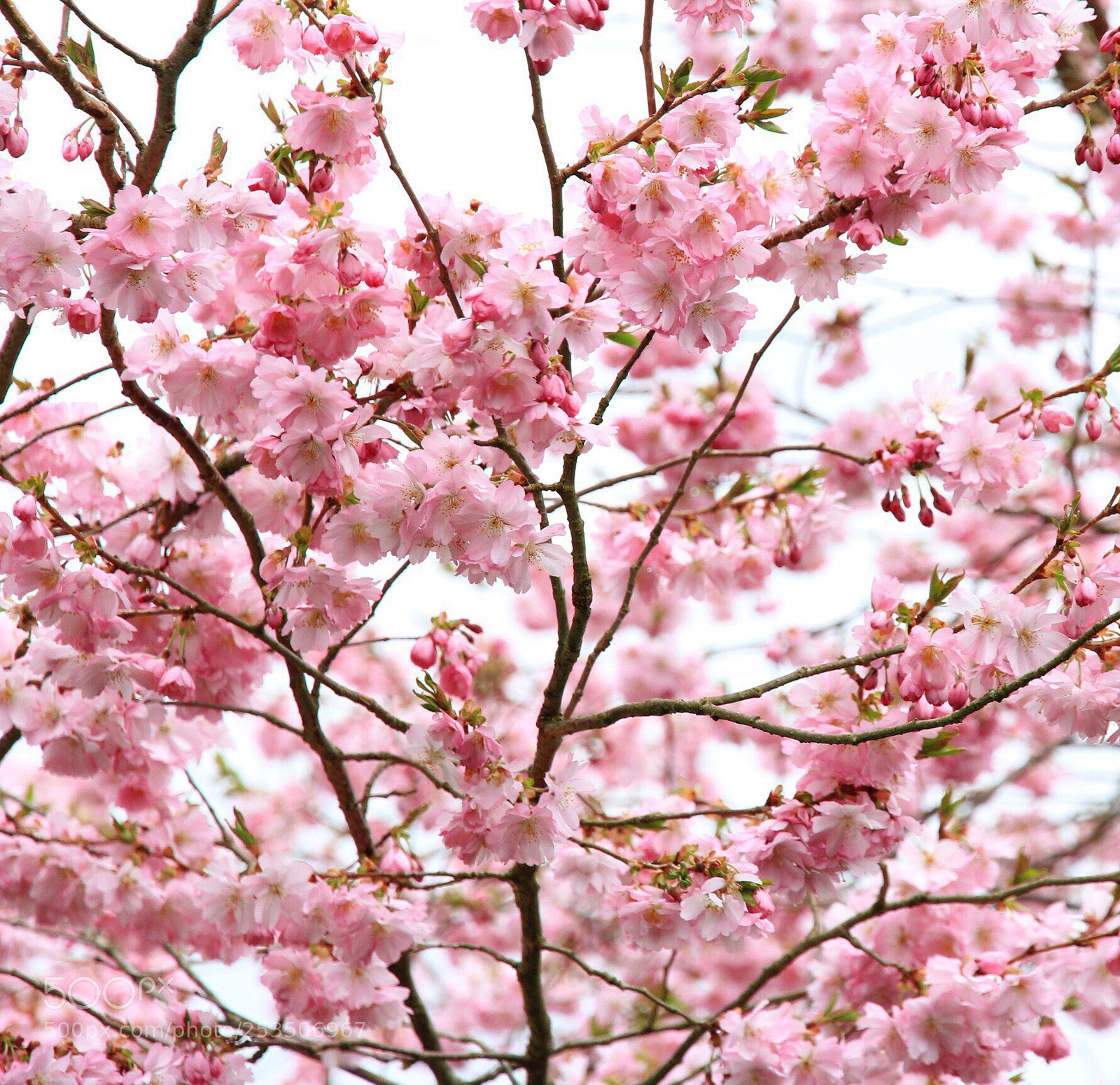 Canon EOS 60D sample photo. Spring gazing photography