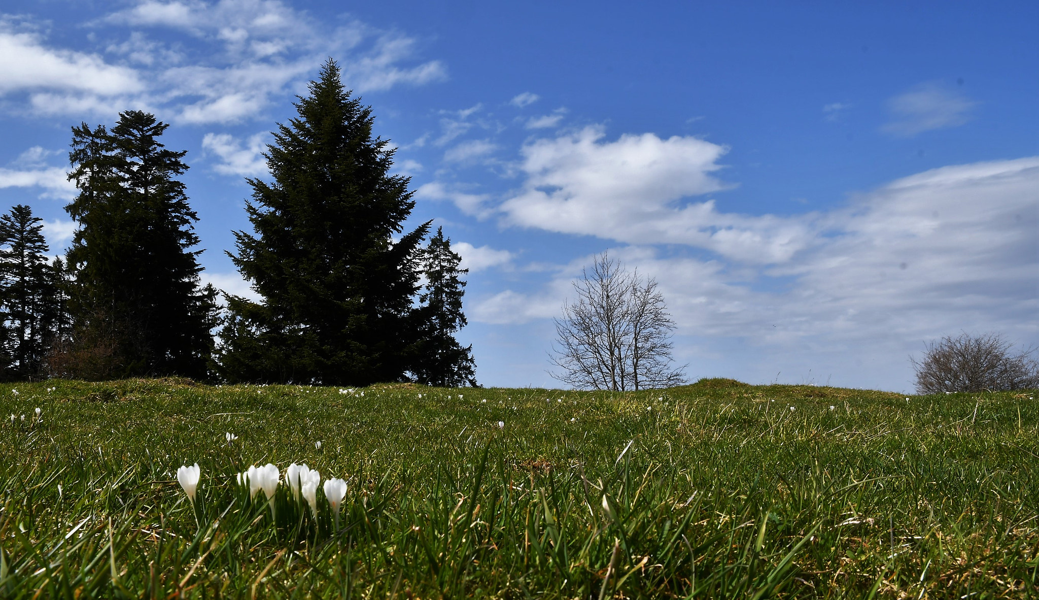Nikon D500 sample photo. Franches-montagnes photography
