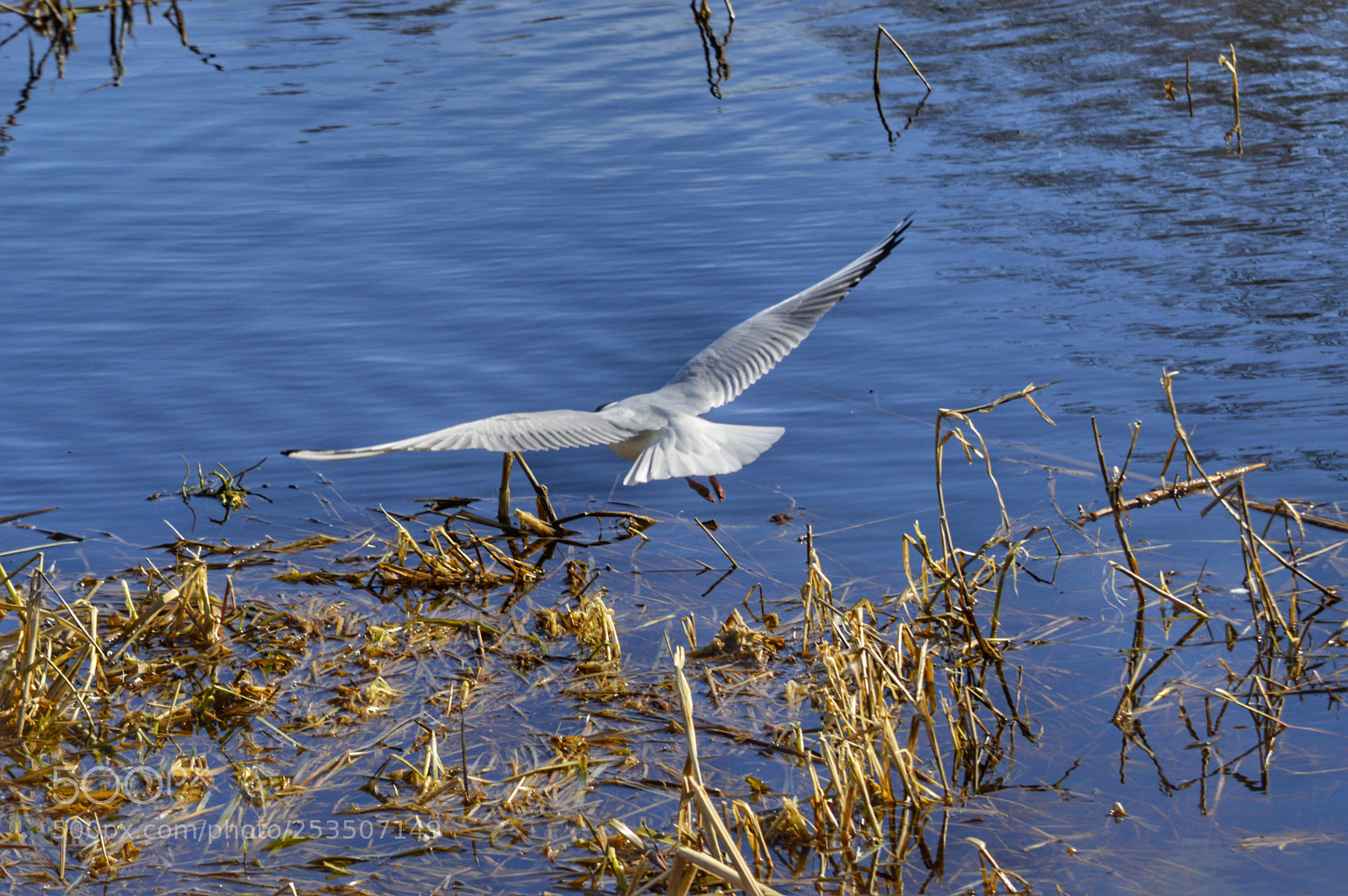 Nikon D3200 sample photo. Gull in motion photography