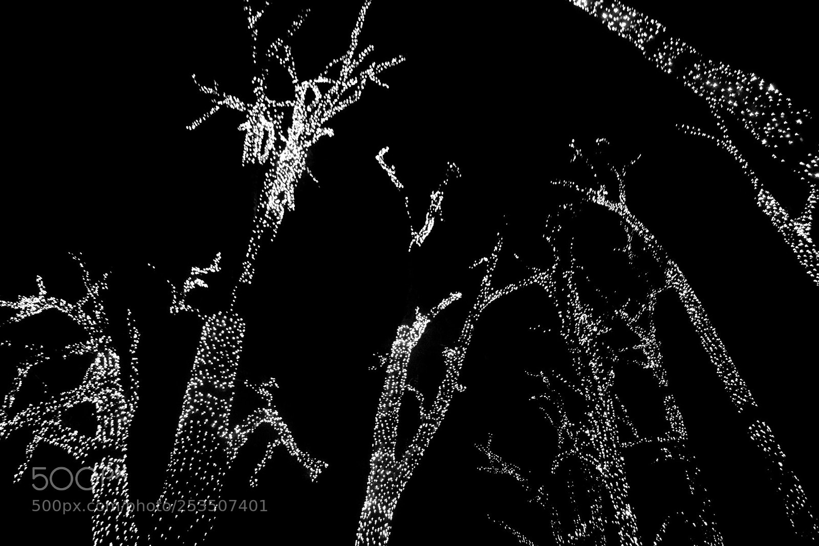 Nikon D3100 sample photo. Tree photography