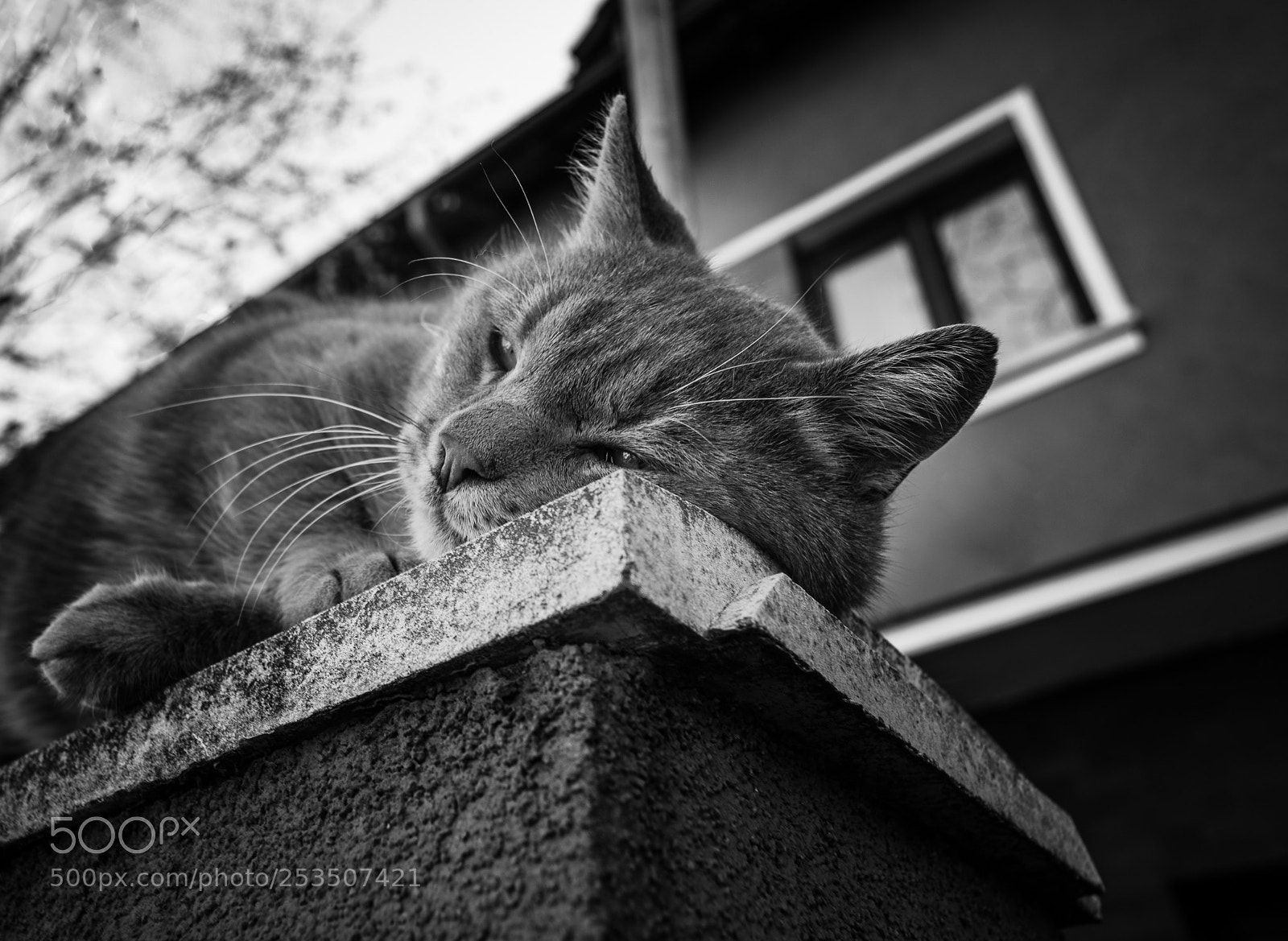 Nikon D5200 sample photo. Spoiled photography