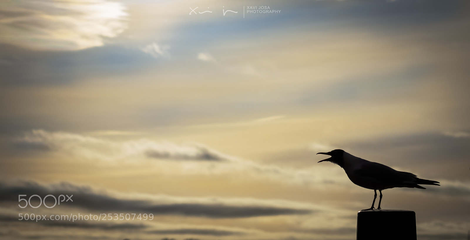 Olympus OM-D E-M1 Mark II sample photo. Squawking.. photography