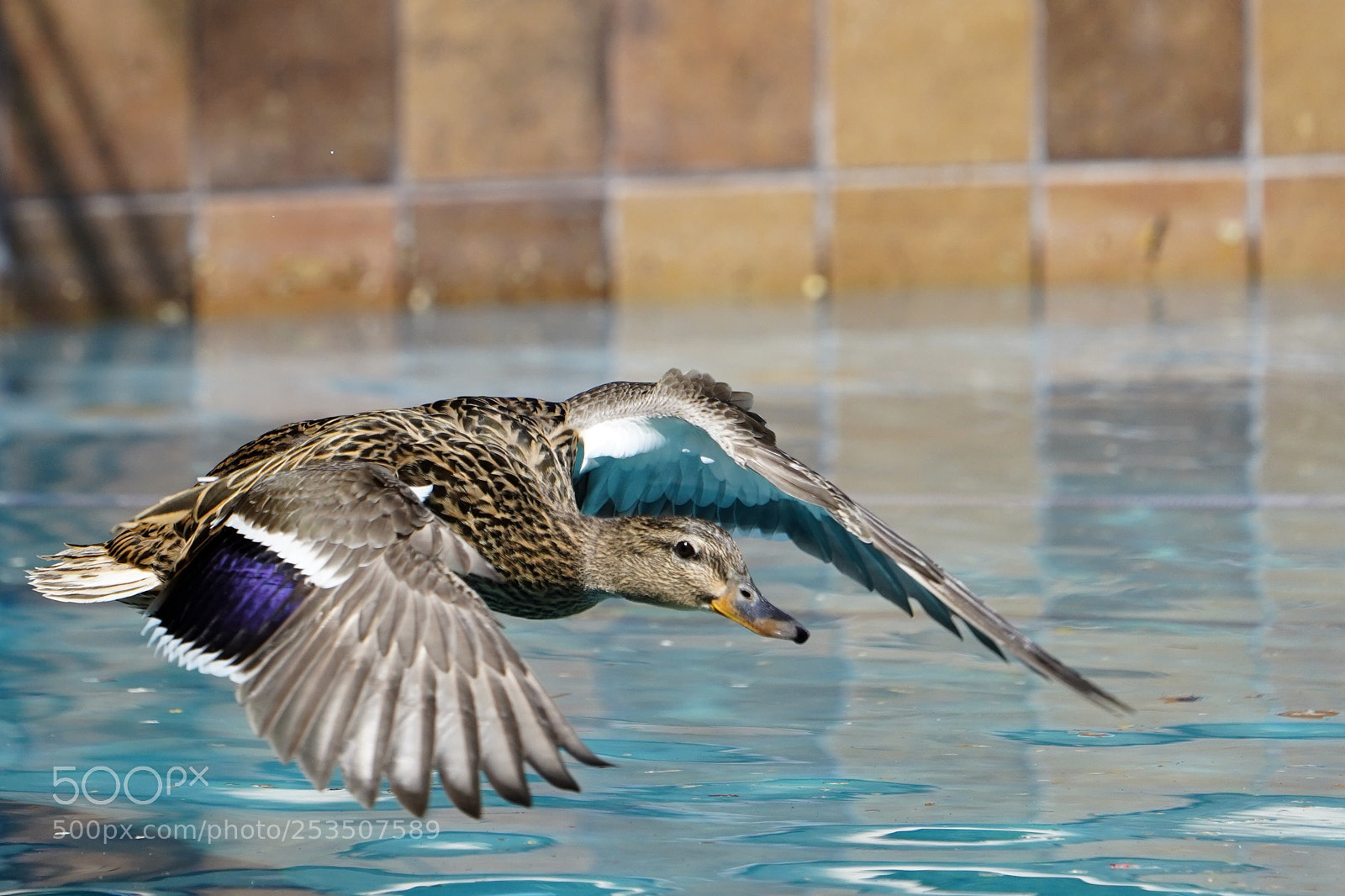 Sony a7 III sample photo. Backyard duck photography