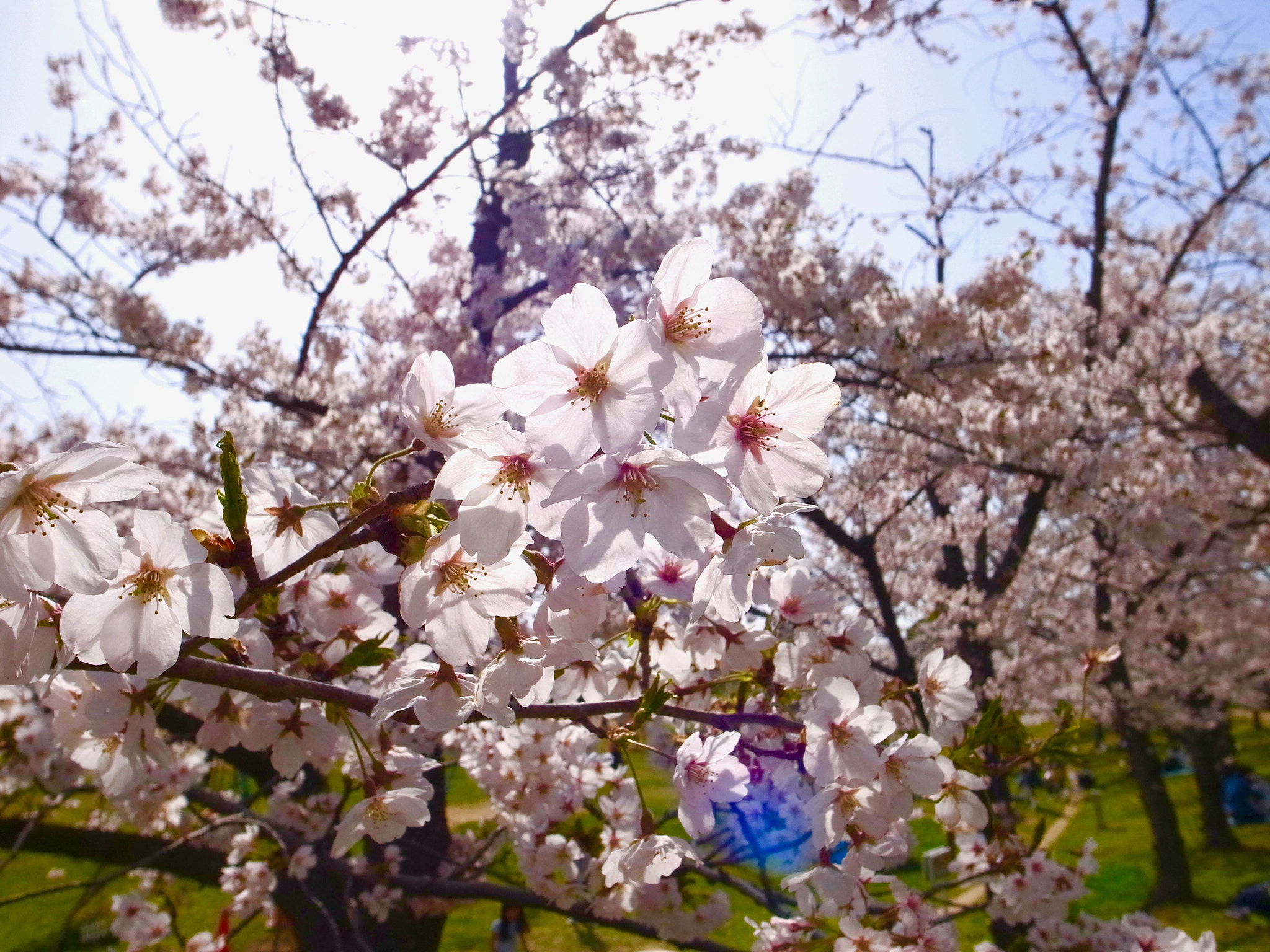 Ricoh GR DIGITAL 4 sample photo. Sakura - backlight photography