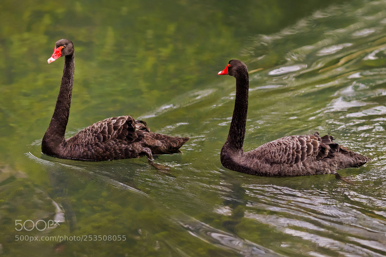 Canon EOS 5D Mark II sample photo. Black swan photography