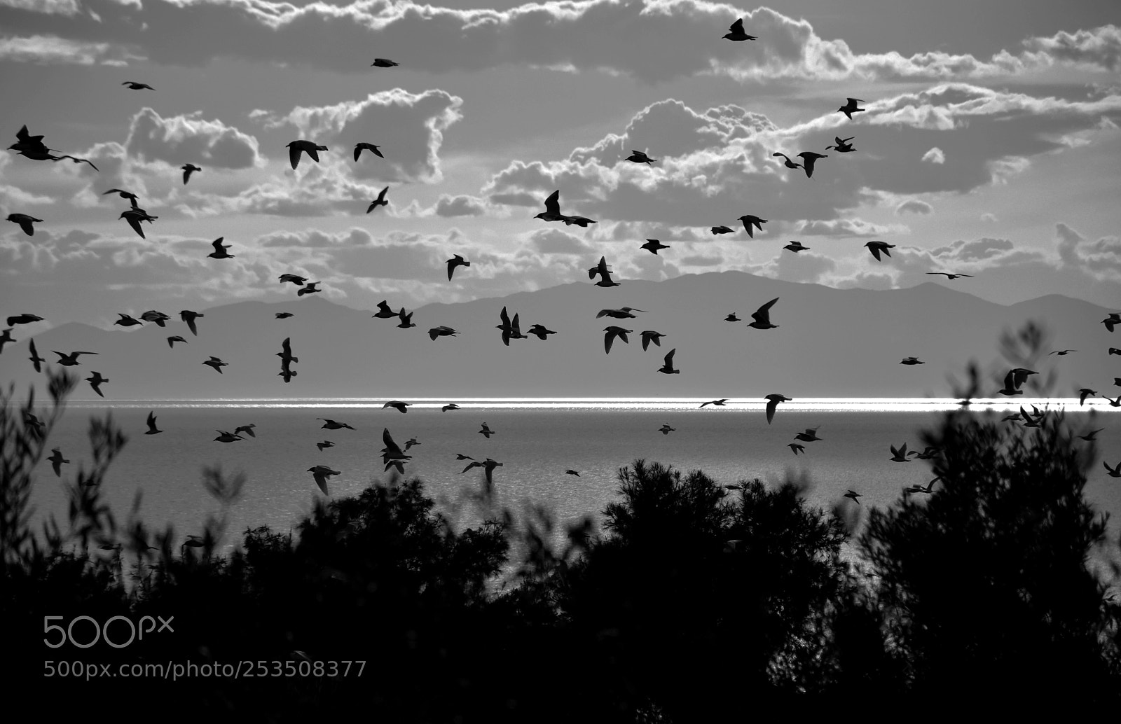 Nikon D5600 sample photo. Birds  photography
