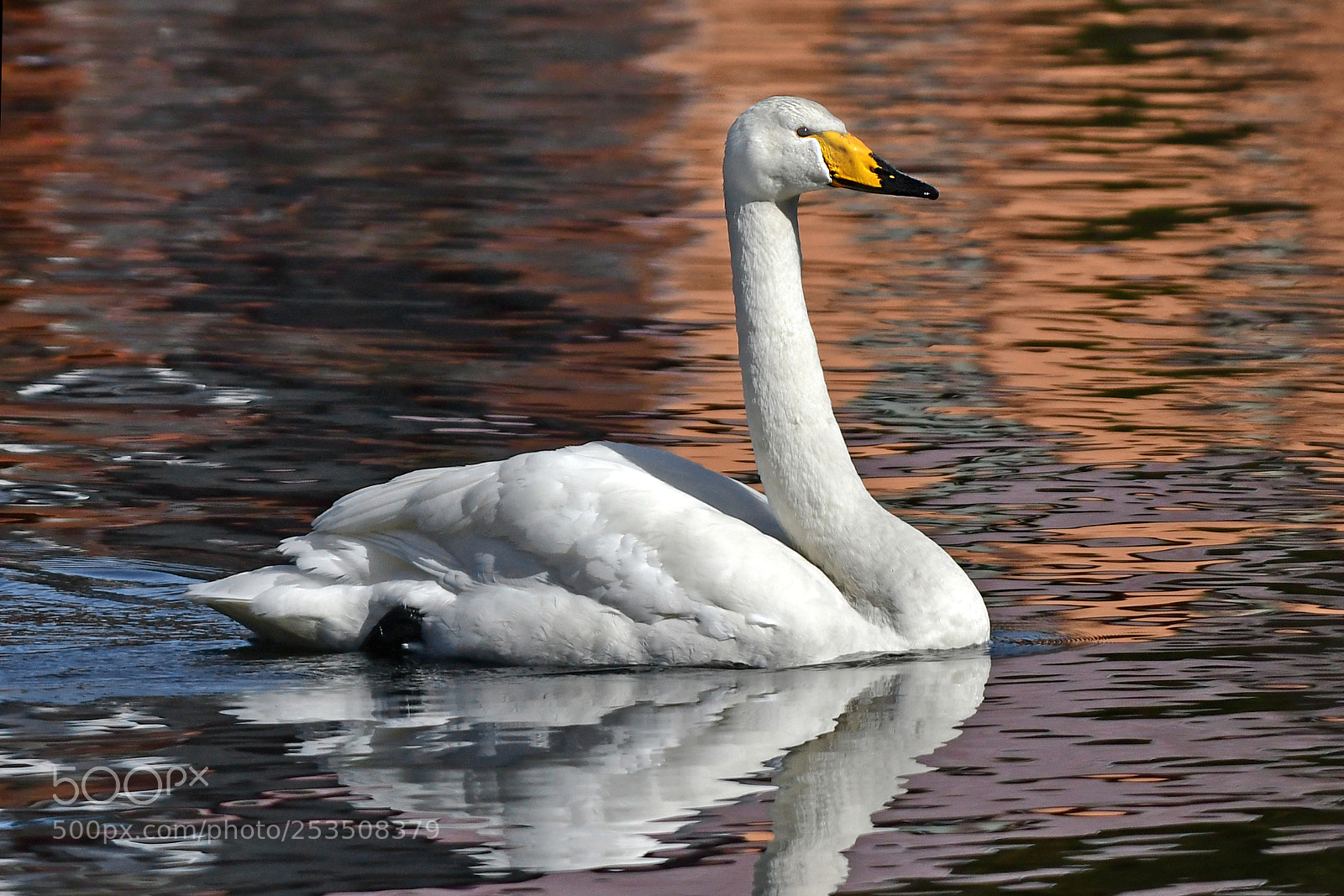 Nikon D500 sample photo. Swan photography