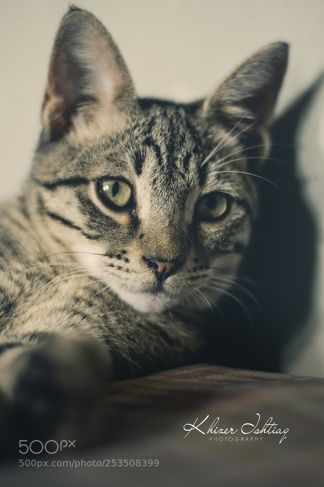 Nikon D5300 sample photo. Beautiful cat photography