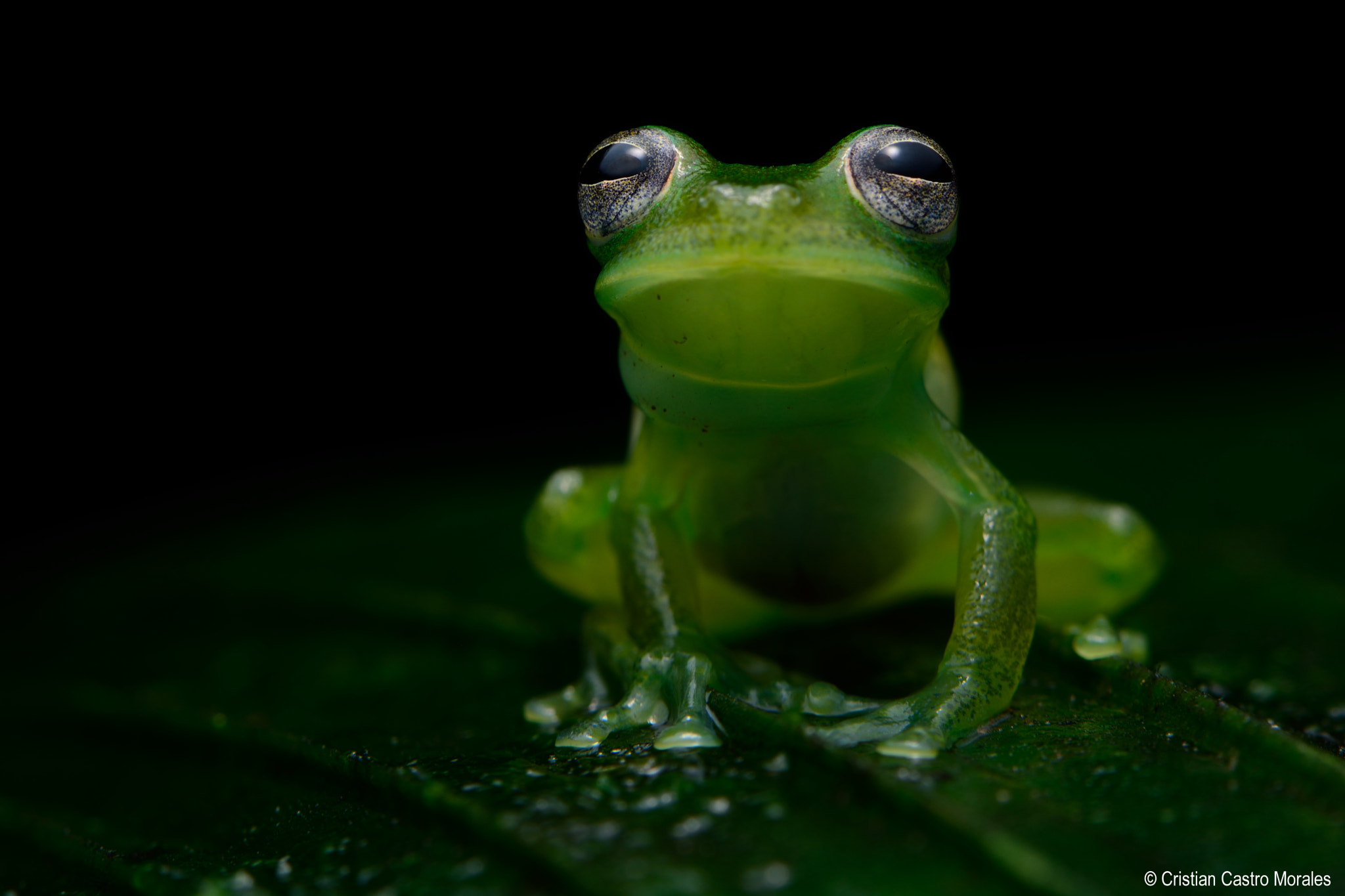 Nikon AF-S DX Micro-Nikkor 85mm F3.5G ED VR sample photo. Teratohyla midas (santa cecilia cochran frog) photography
