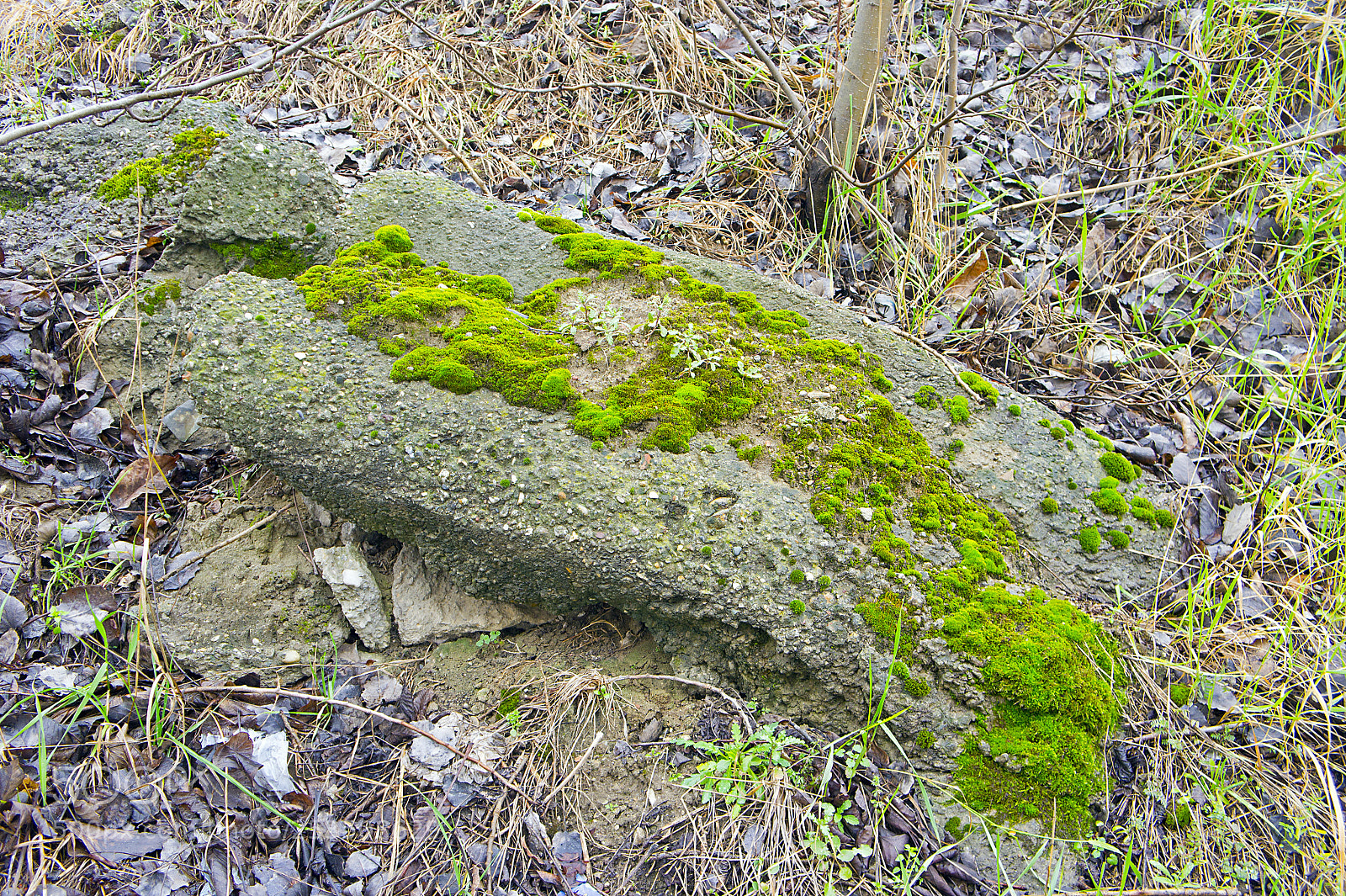 Sony Alpha NEX-5 sample photo. Stone moss photography