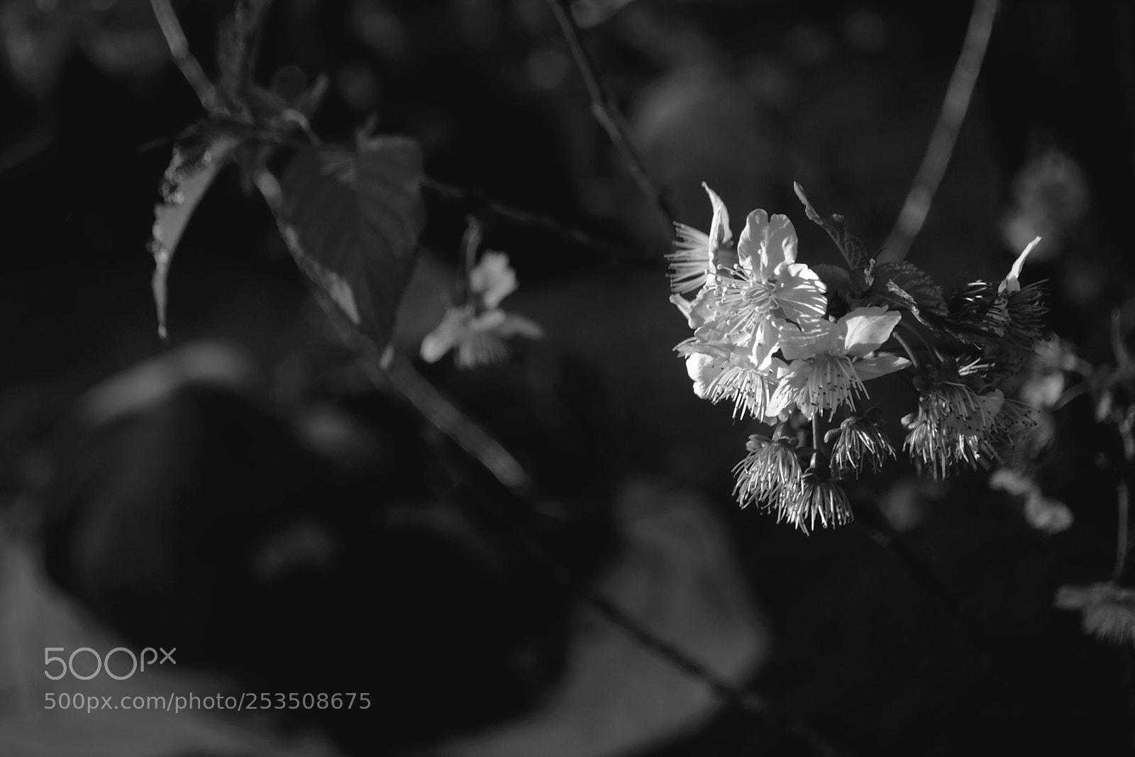 Nikon D3100 sample photo. Любовь photography
