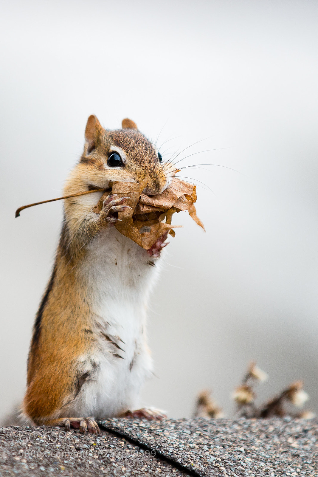 Canon EOS 70D sample photo. Chipmunk photography