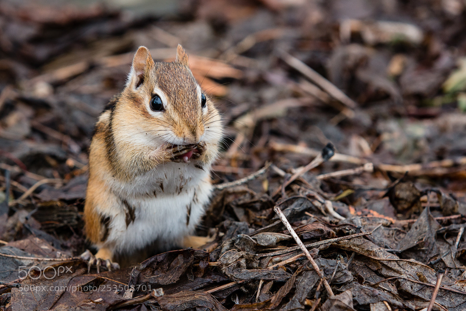 Canon EOS 70D sample photo. Suisse photography