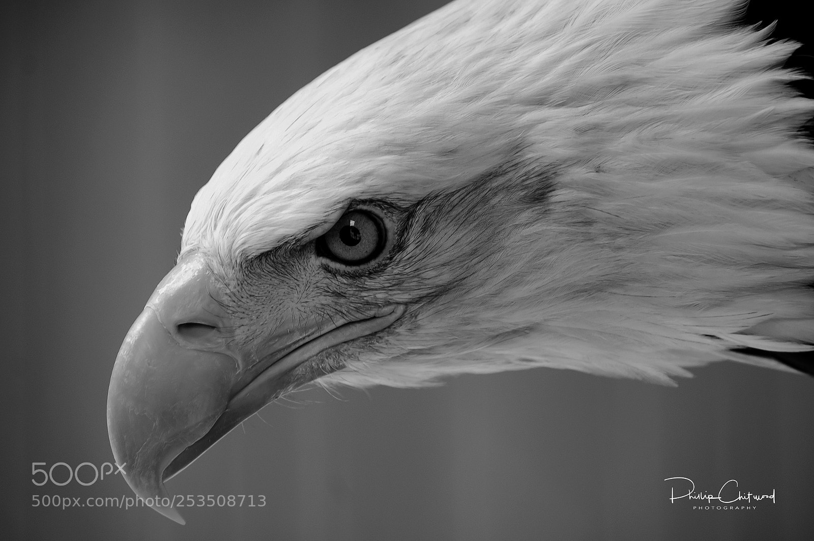 Nikon D300 sample photo. Bald eagle in black photography