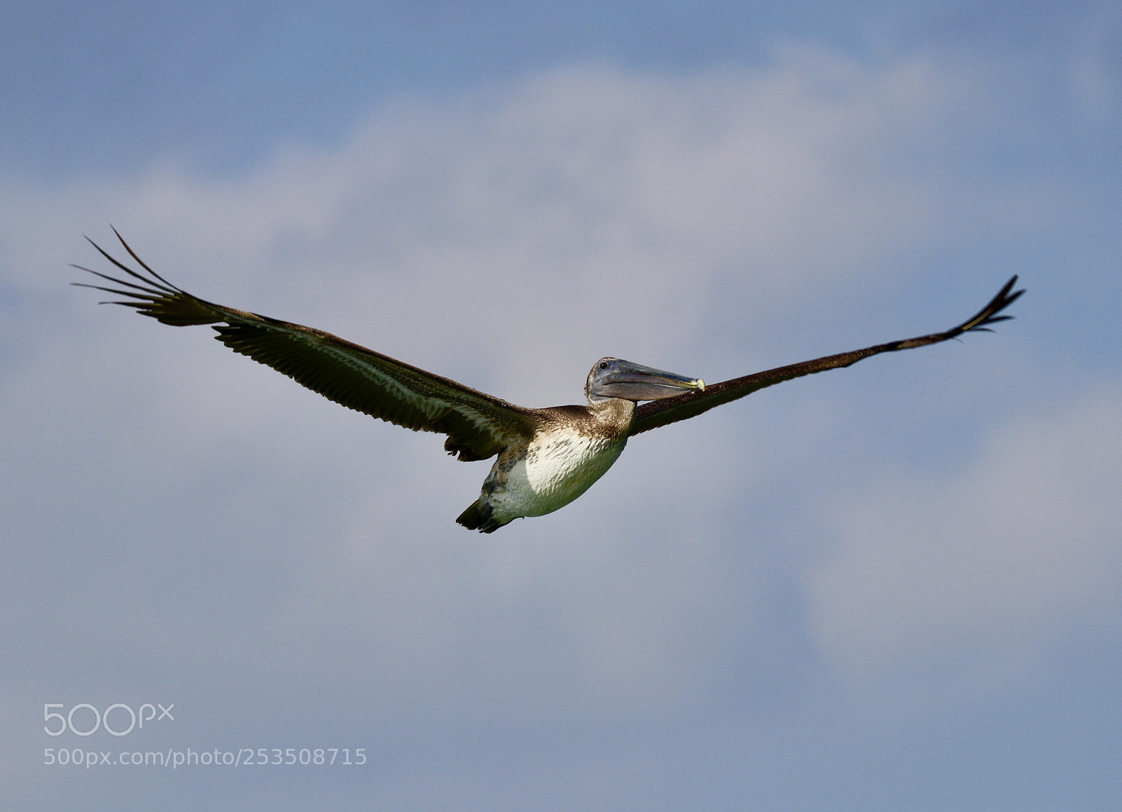 Canon EOS 80D sample photo. Pelican sunset flight. photography