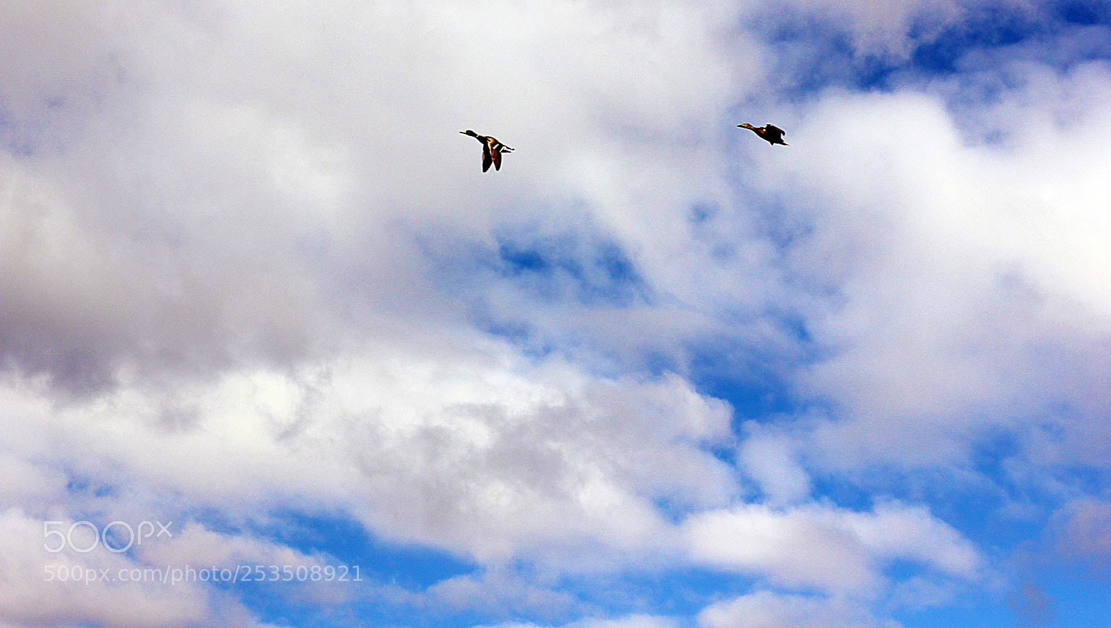 Canon EOS 550D (EOS Rebel T2i / EOS Kiss X4) sample photo. Img photography