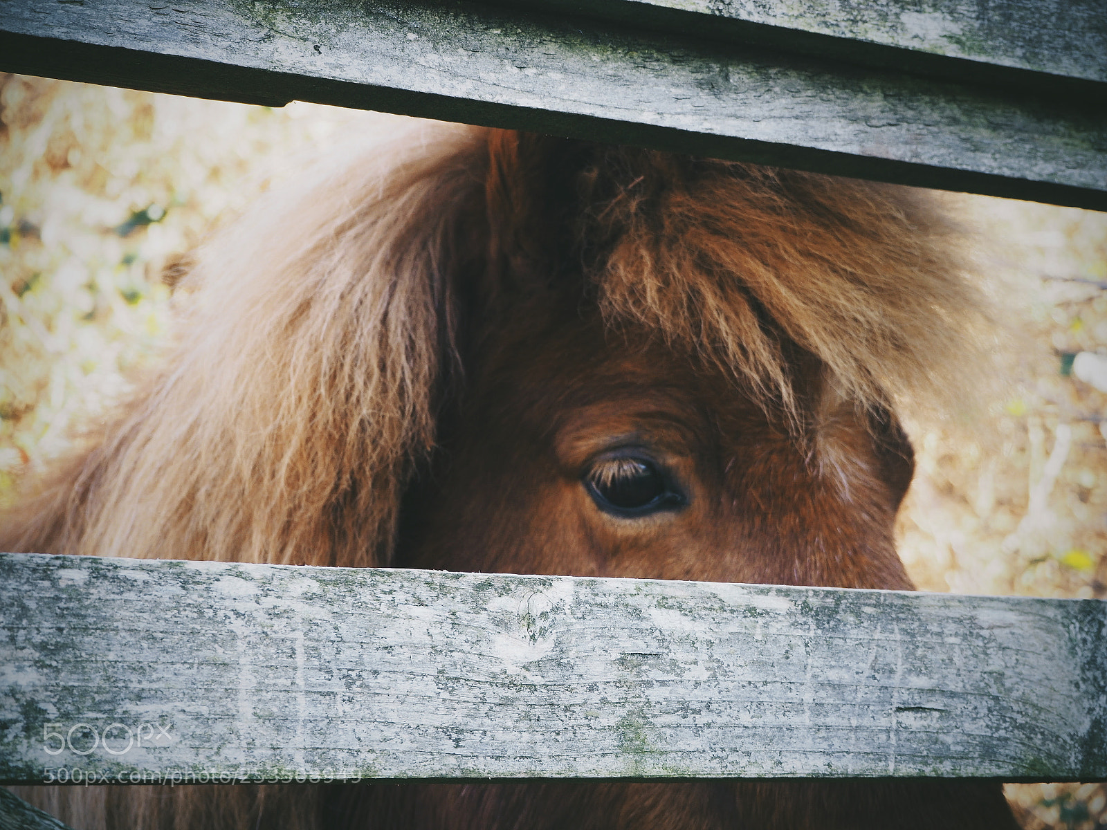 Olympus OM-D E-M10 II sample photo. Eye spy photography