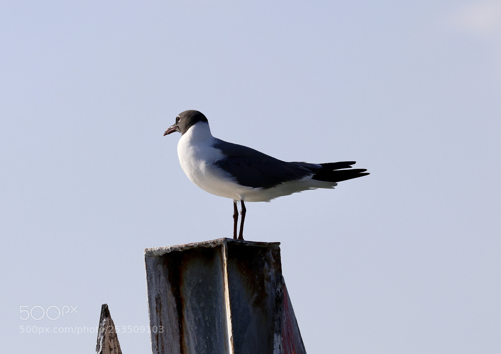 Canon EOS 80D sample photo. Laughing gull photography