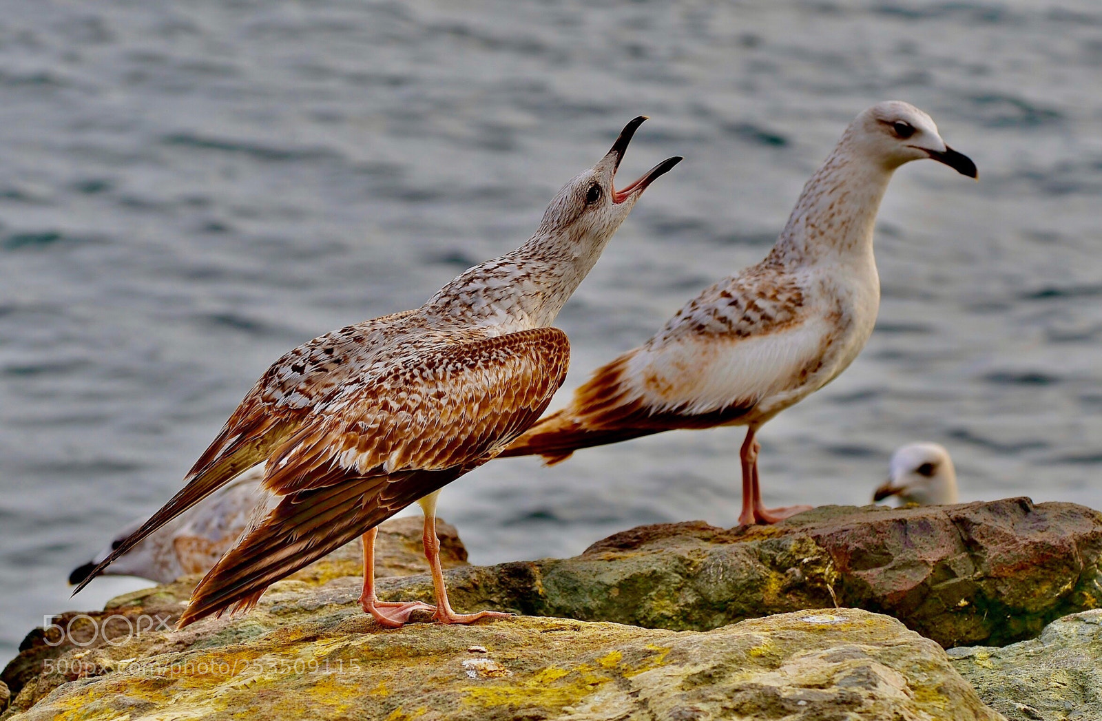 Nikon D7000 sample photo. Heeeeeyyy photography