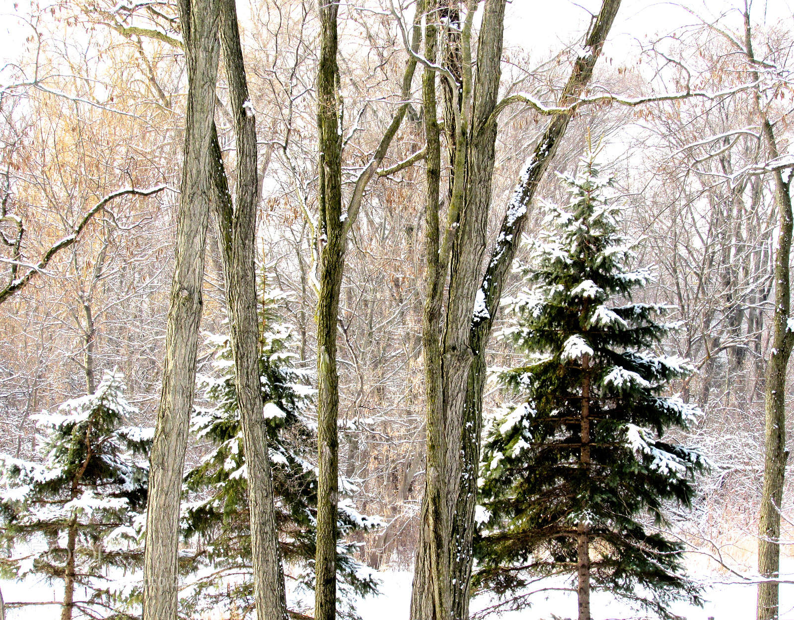 Canon PowerShot SX510 HS sample photo. Springtime snow embrace photography