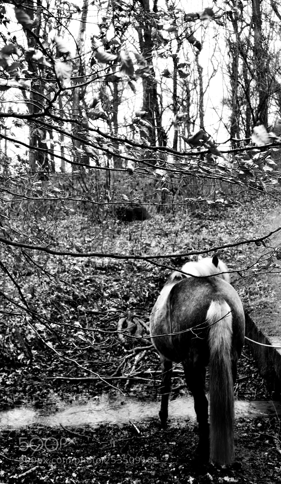 Nikon D3100 sample photo. Horse i photography