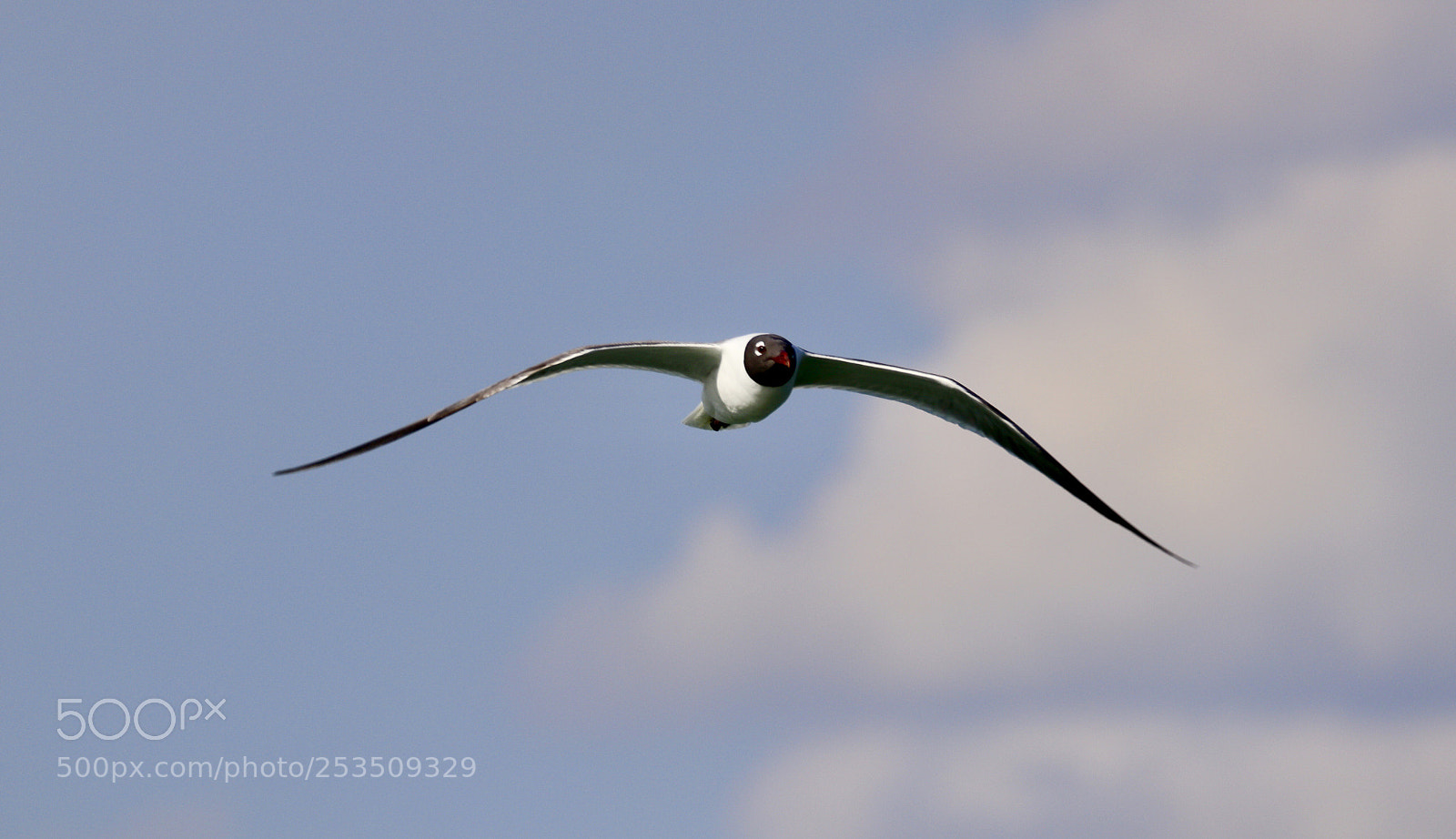 Canon EOS 80D sample photo. Laughing gull soaring  photography