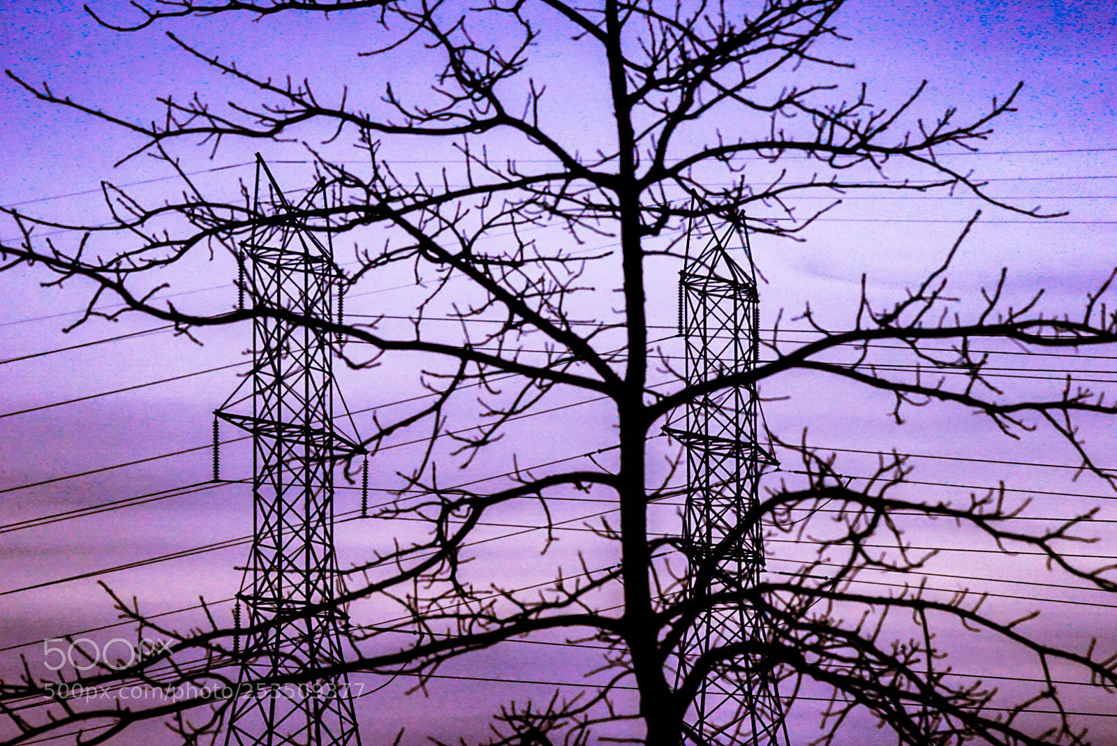 Sony a6000 sample photo. Branches and towers photography