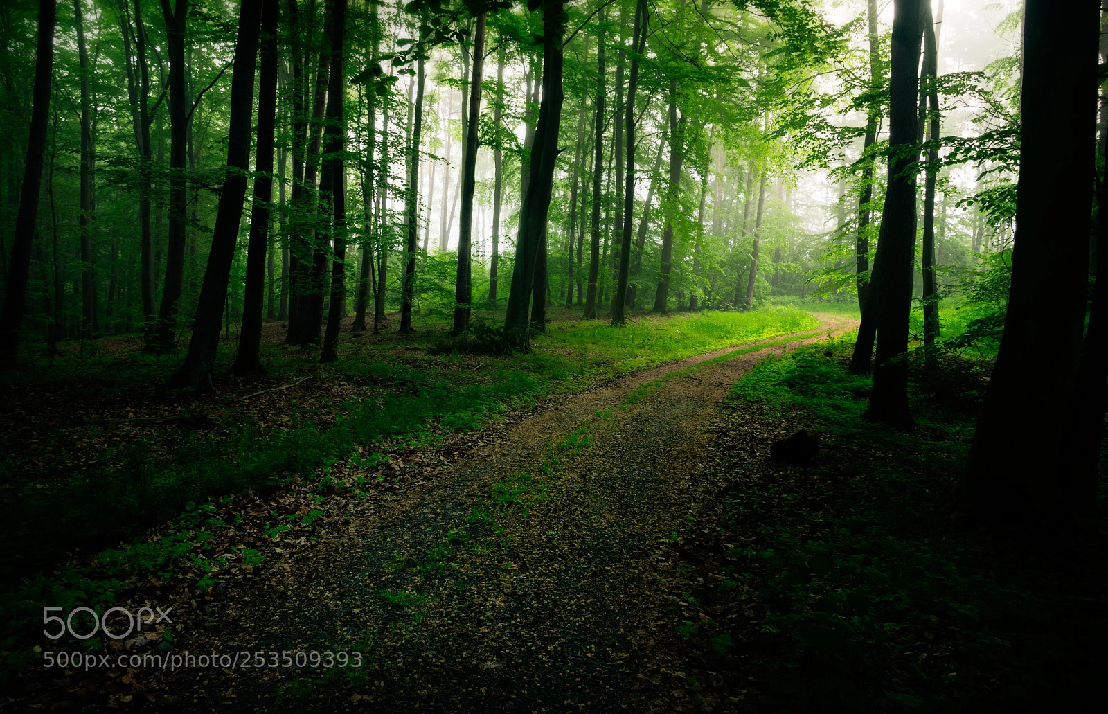 Pentax K-5 sample photo. Misty forest... photography