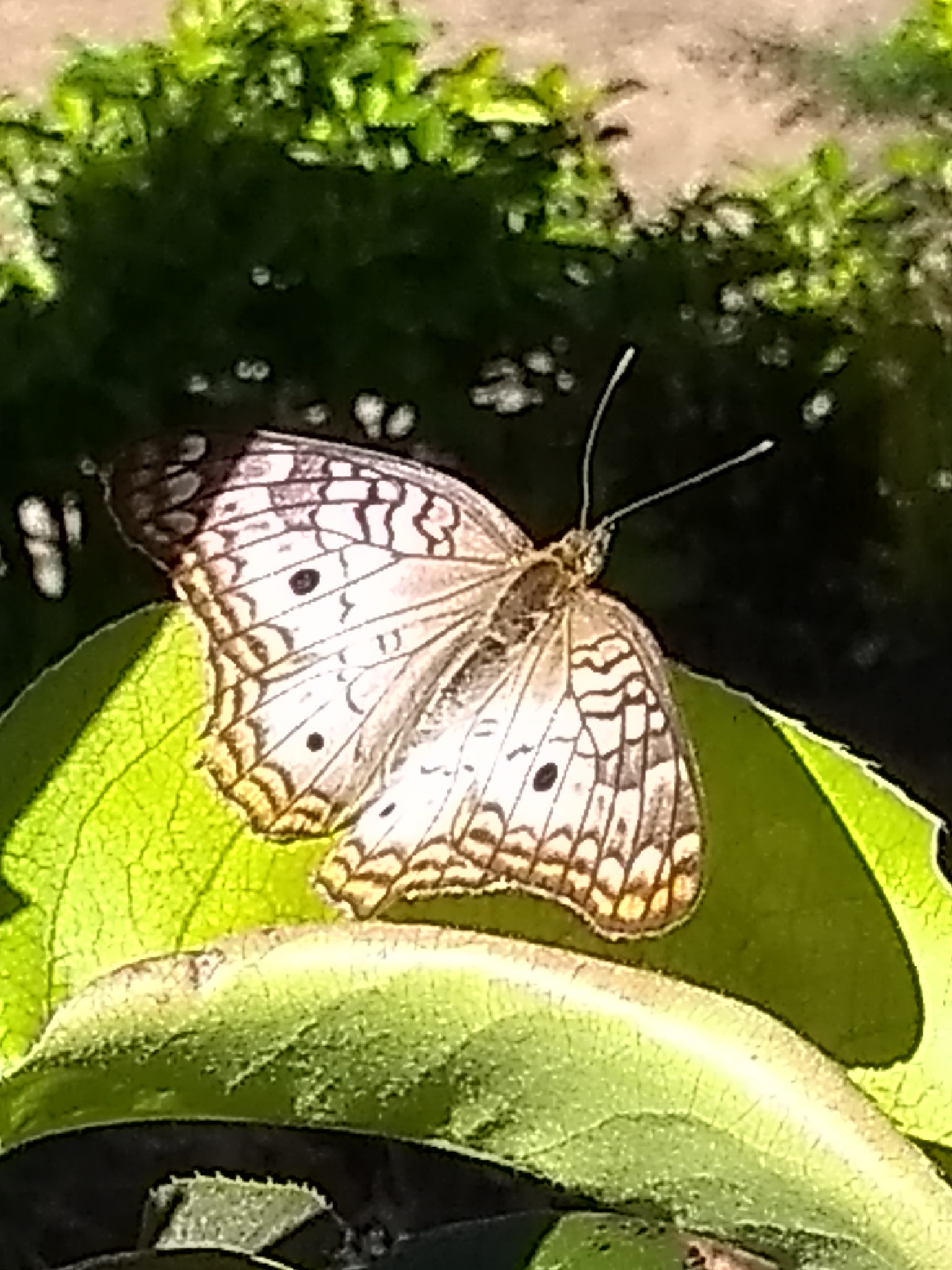 Motorola Moto G (5S) sample photo. Butterfly photography