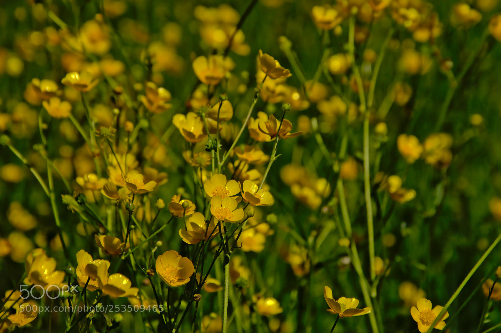 Nikon D5200 sample photo. Buttercup field photography