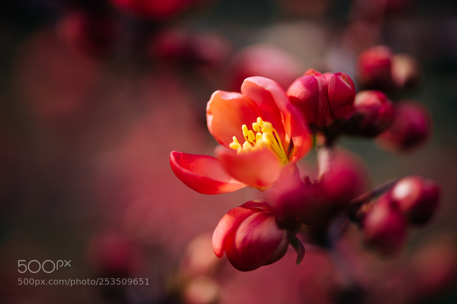 Nikon D850 sample photo. Blooming photography