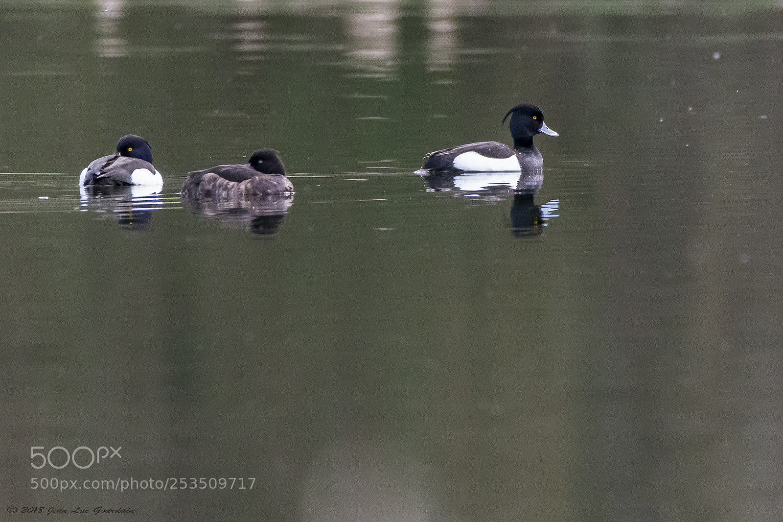 Nikon D7200 sample photo. Fuligule morillon photography