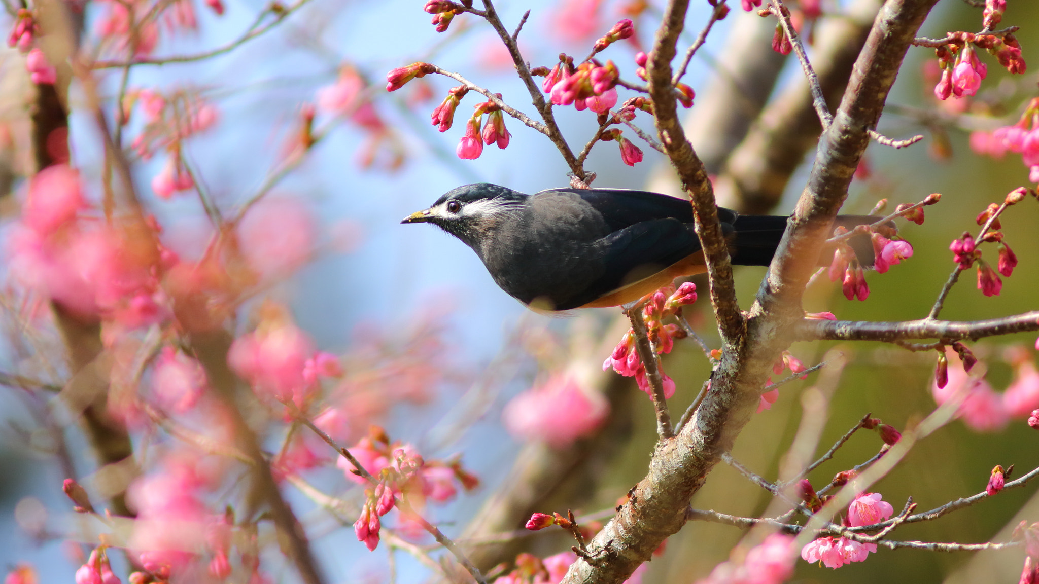 Canon EF 300mm F4L IS USM sample photo. 白耳畫眉 heterophasia auricularis photography