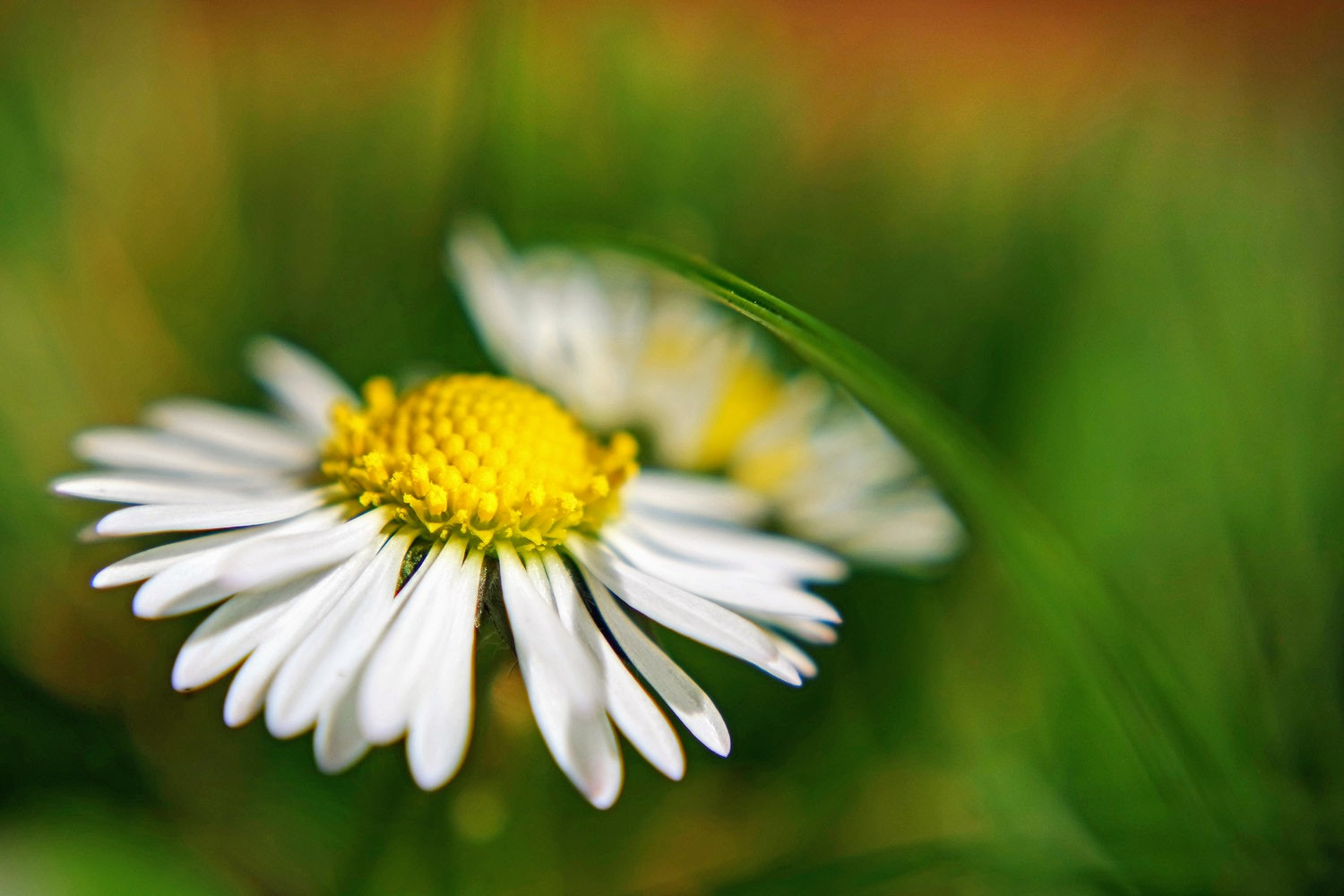 Samsung NX3300 sample photo. Little daisy photography